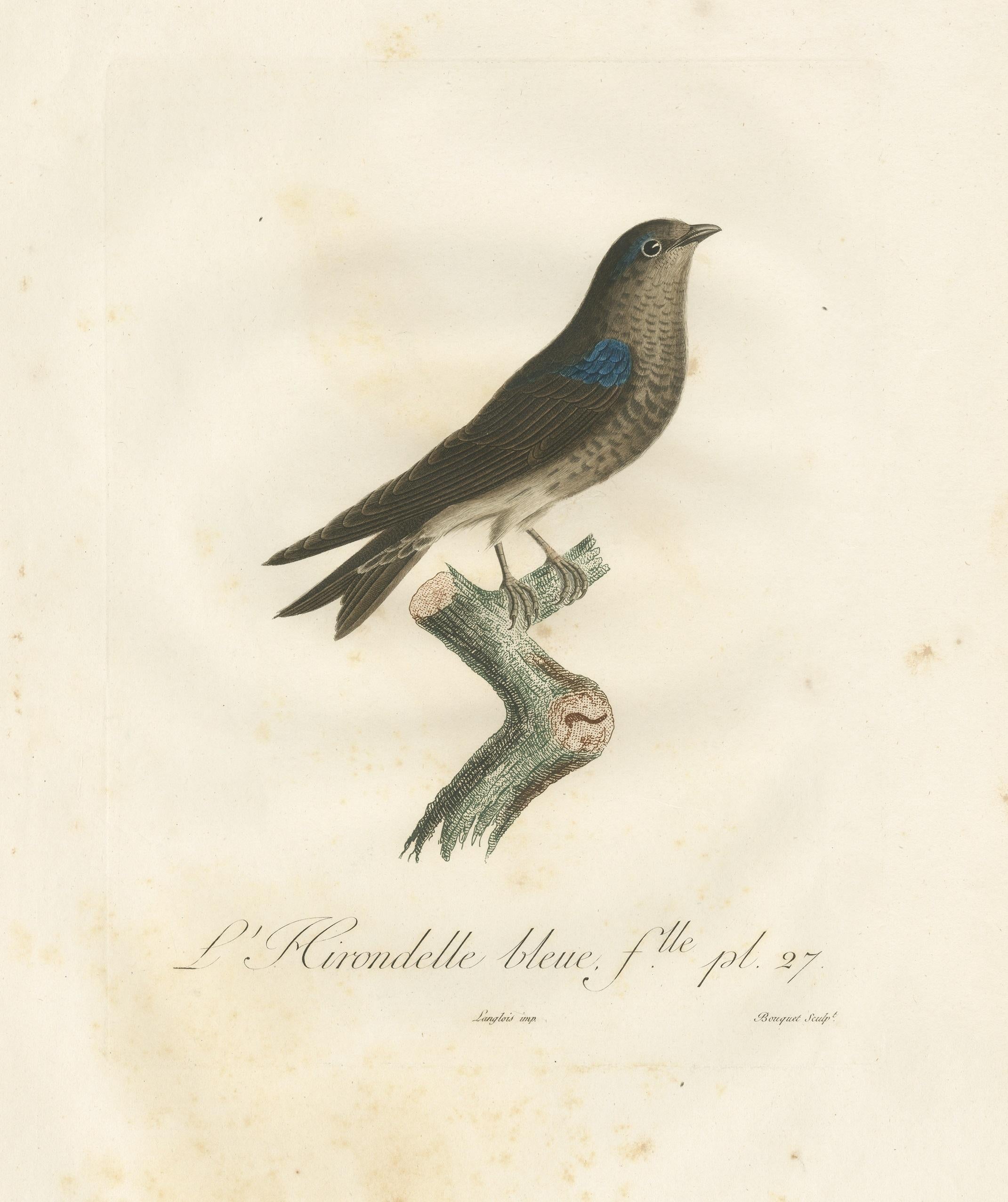 XIXe siècle Saphir à plumes : The Blue Swallow - Une gravure à la main de Vieillot datant de 1807 en vente