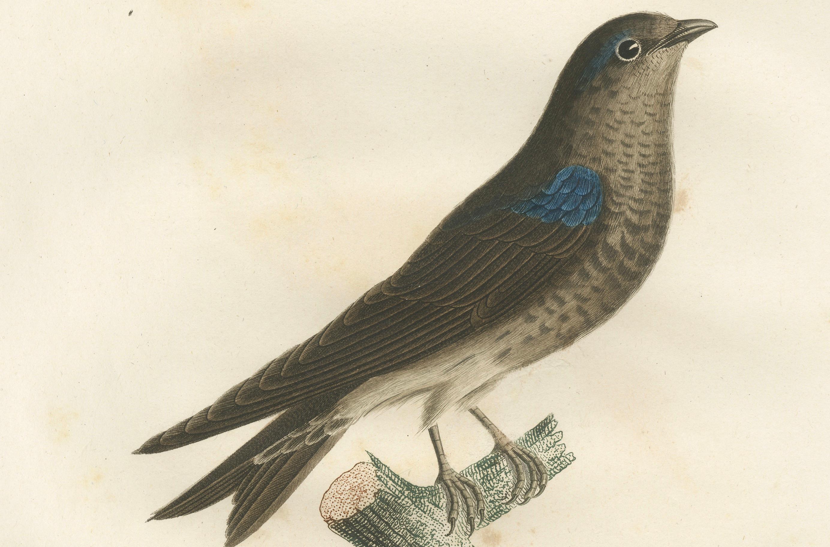 Gefiederter Saphir: The Blue Swallow - Ein handkolorierter Druck von Vieillot aus dem Jahr 1807 (Papier) im Angebot