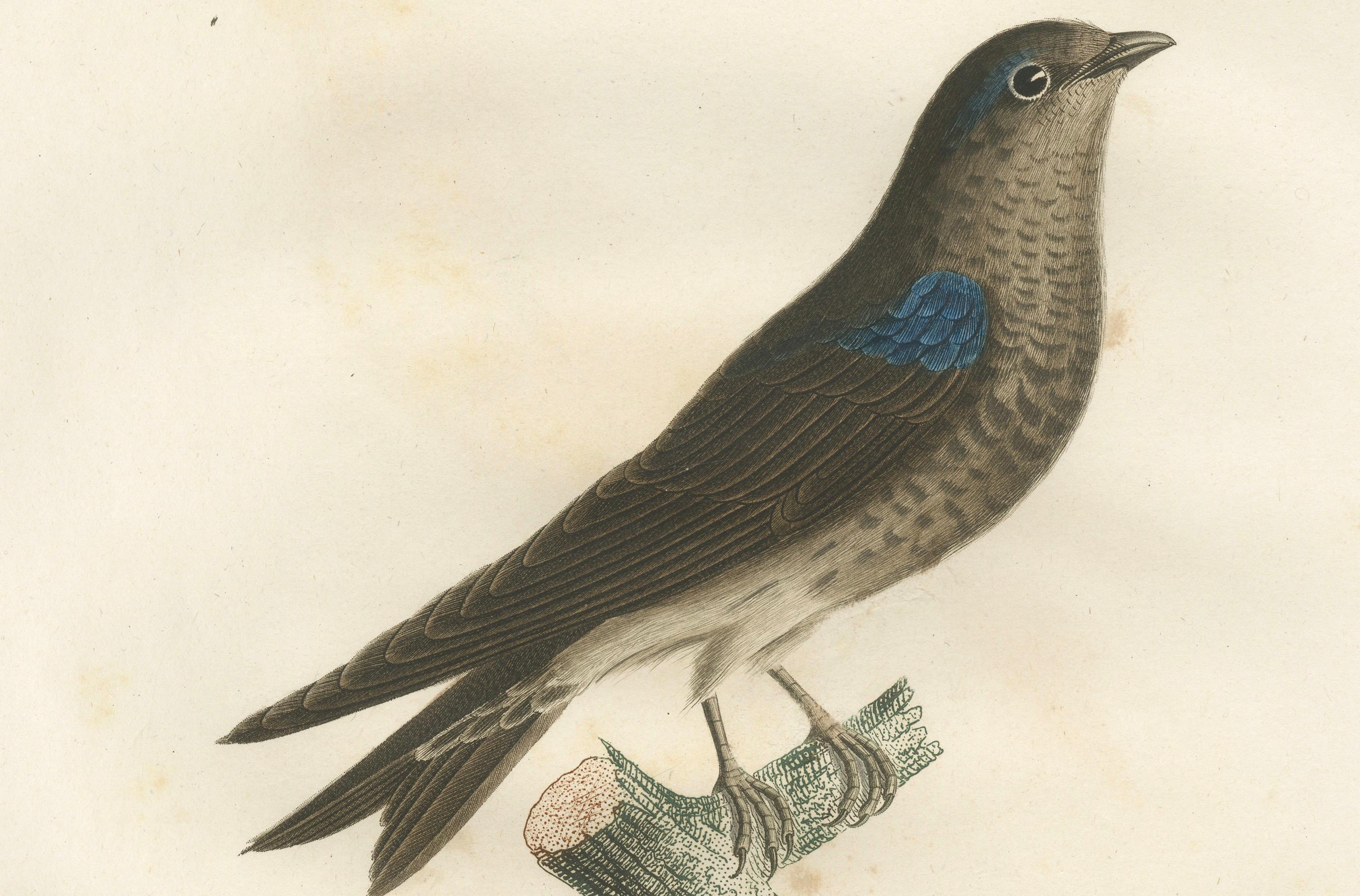 Papier Saphir à plumes : The Blue Swallow - Une gravure à la main de Vieillot datant de 1807 en vente
