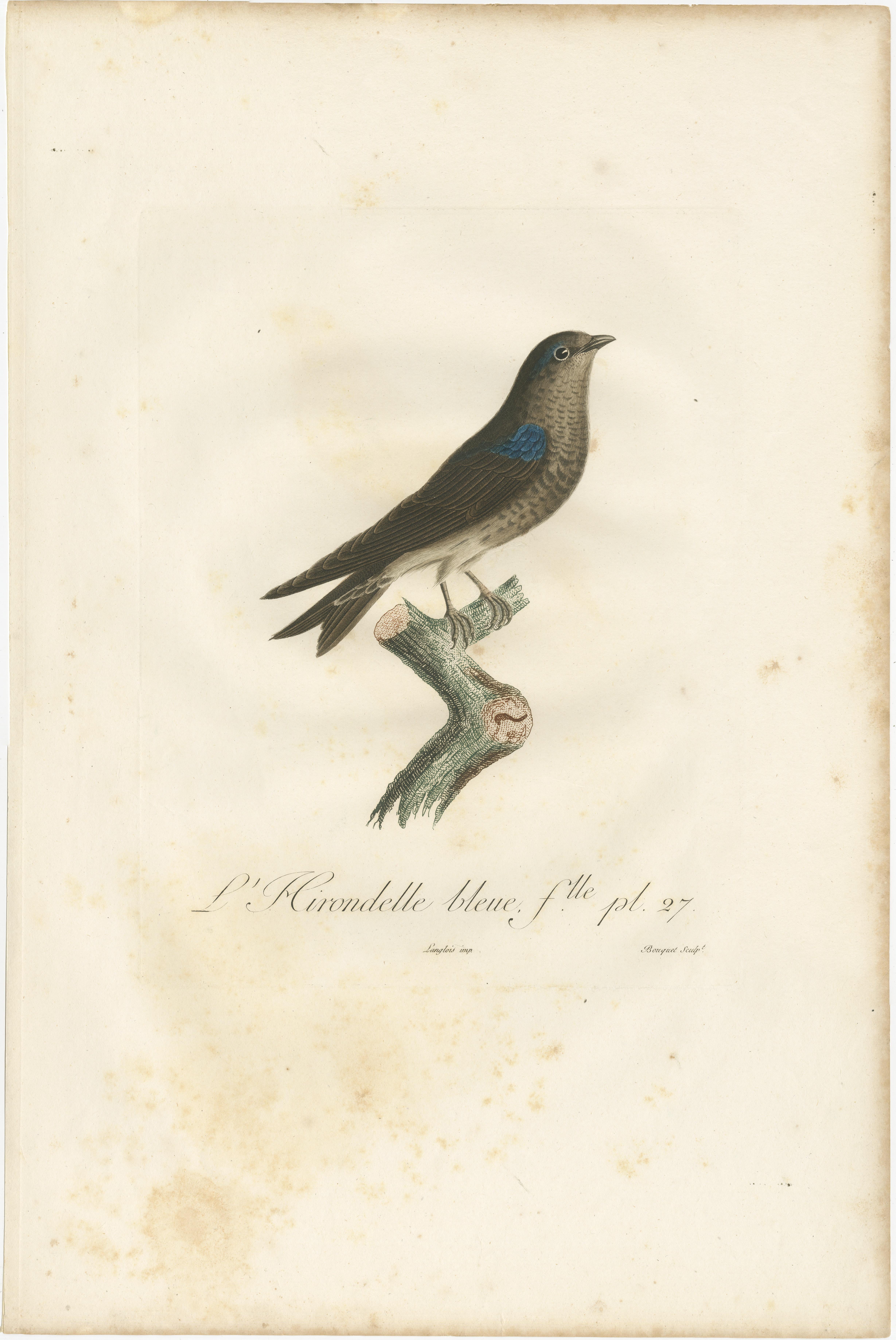 Feathered Sapphire: The Blue Swallow – A Vieillot Hand-Colored Print from 1807 For Sale 1