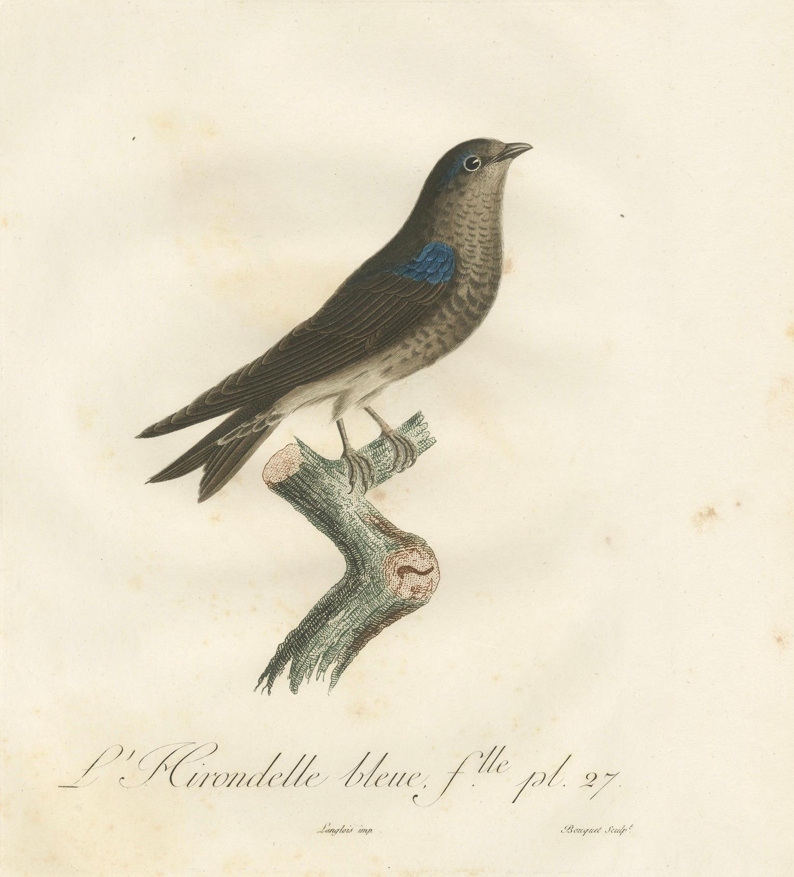 Saphir à plumes : The Blue Swallow - Une gravure à la main de Vieillot datant de 1807 en vente 2