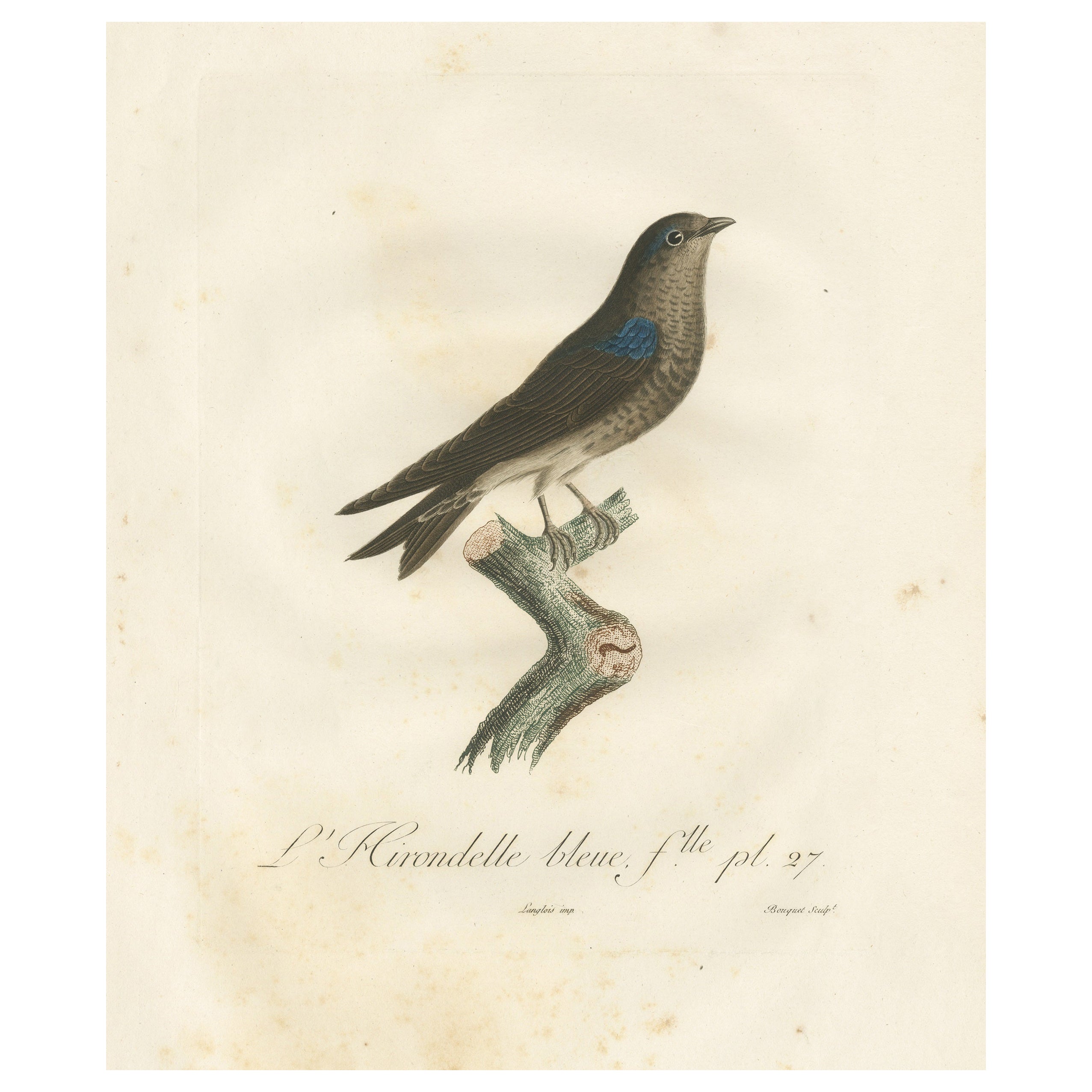 Saphir à plumes : The Blue Swallow - Une gravure à la main de Vieillot datant de 1807
