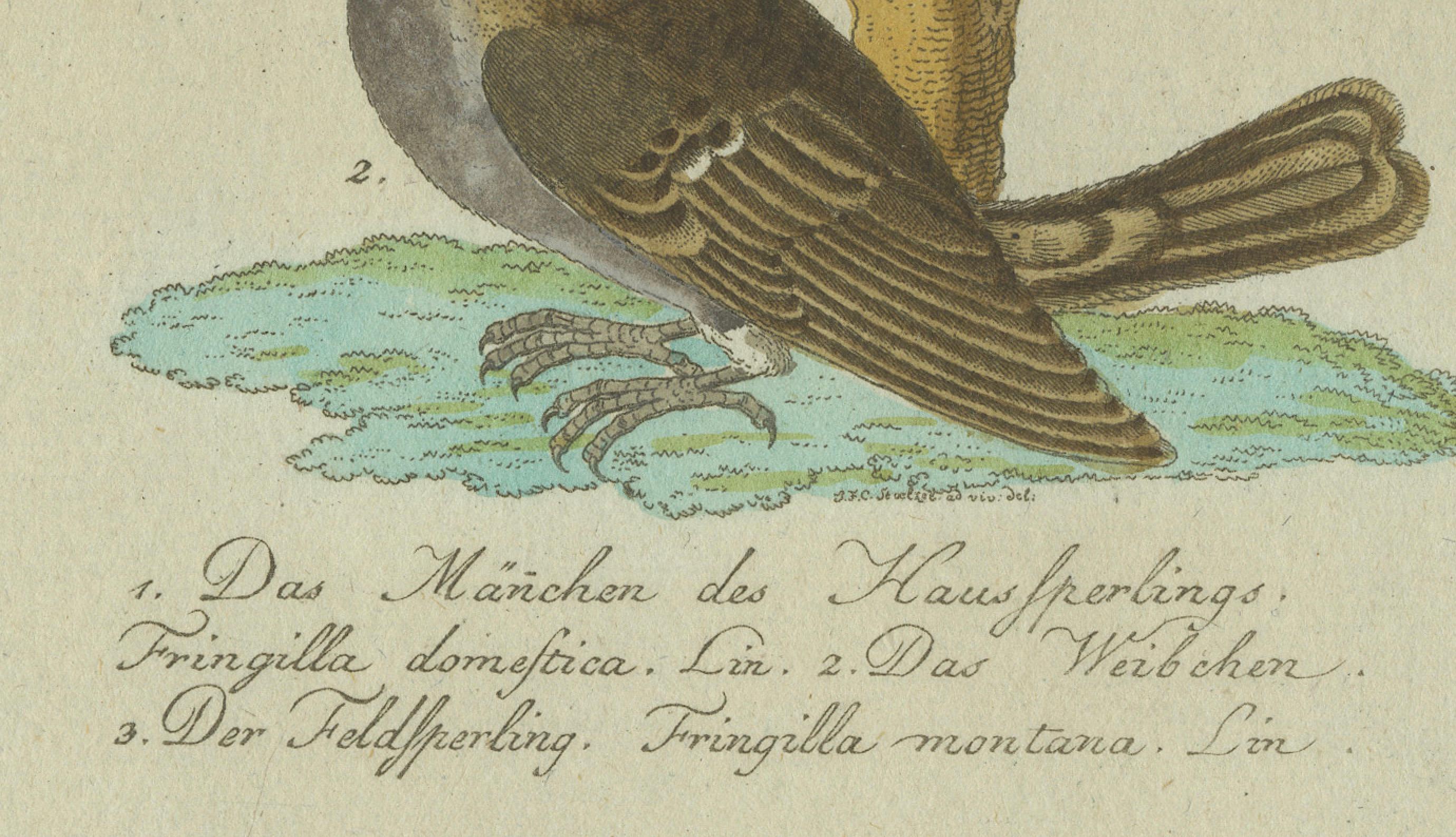 Handkolorierter Originalstich mit verschiedenen Vogelarten, dargestellt in einem detaillierten und naturalistischen Stil, der für wissenschaftliche Illustrationen des 18. Jahrhunderts charakteristisch ist. 

Beschreibung der Vögel in der