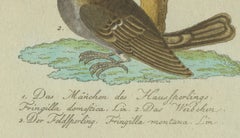 Feathers of Europe: A 18th Century Detailed Study of Finches & Bramblings, 1780