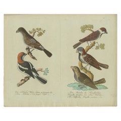 Plumas de Europa: Un Estudio Detallado del Siglo XVIII sobre Pinzones y Bramblings