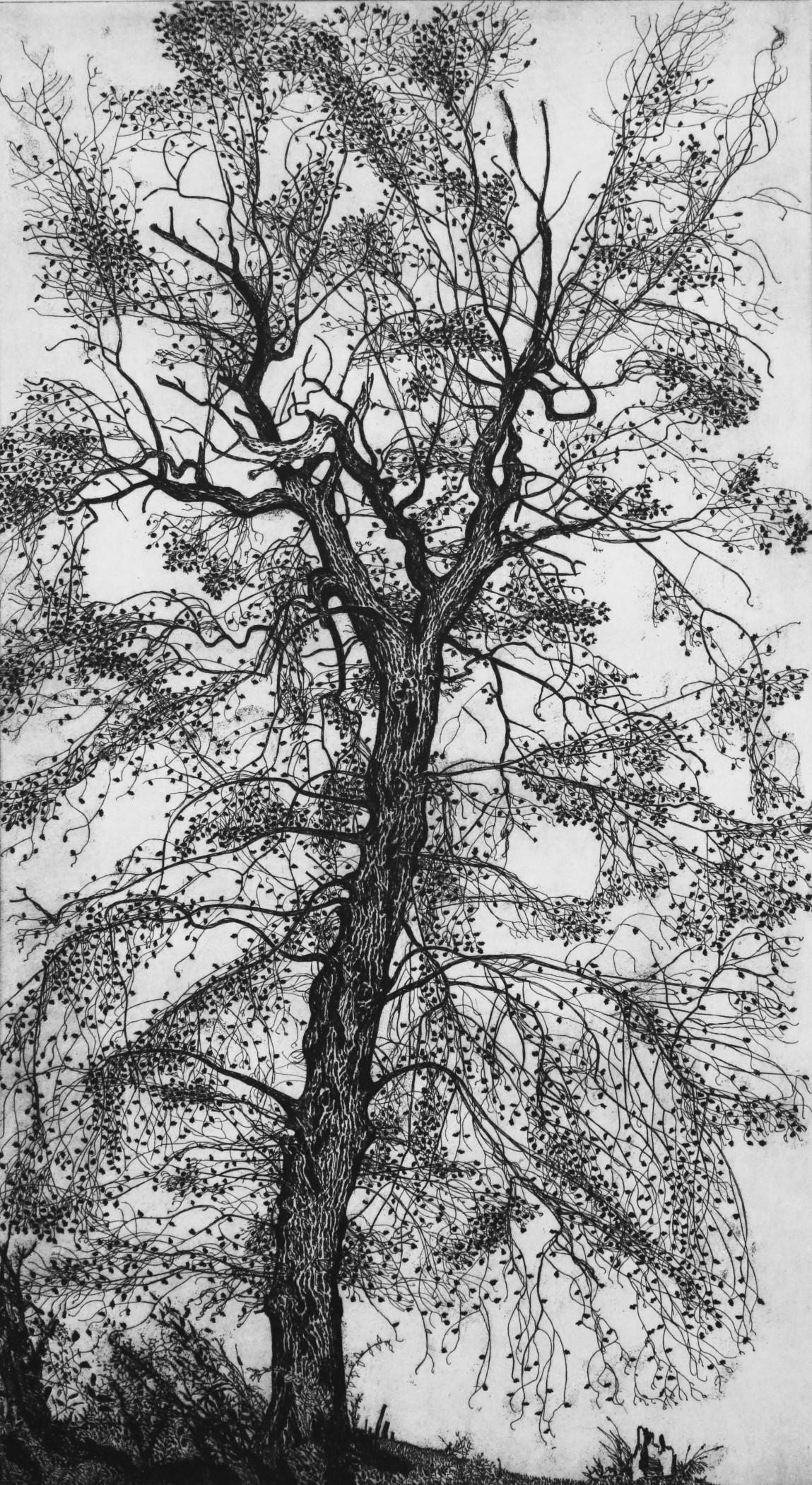 Leafed Oak, 1982, rif. 444

Etching inches 25.1 x 13.5 (mm 635 x 345). Contemporary Art

Etcher. A prominent figure of the art of engraving in Italy, Federica Galli was born in 1932 in Soresina – a village just outside Cremona. Straight after the