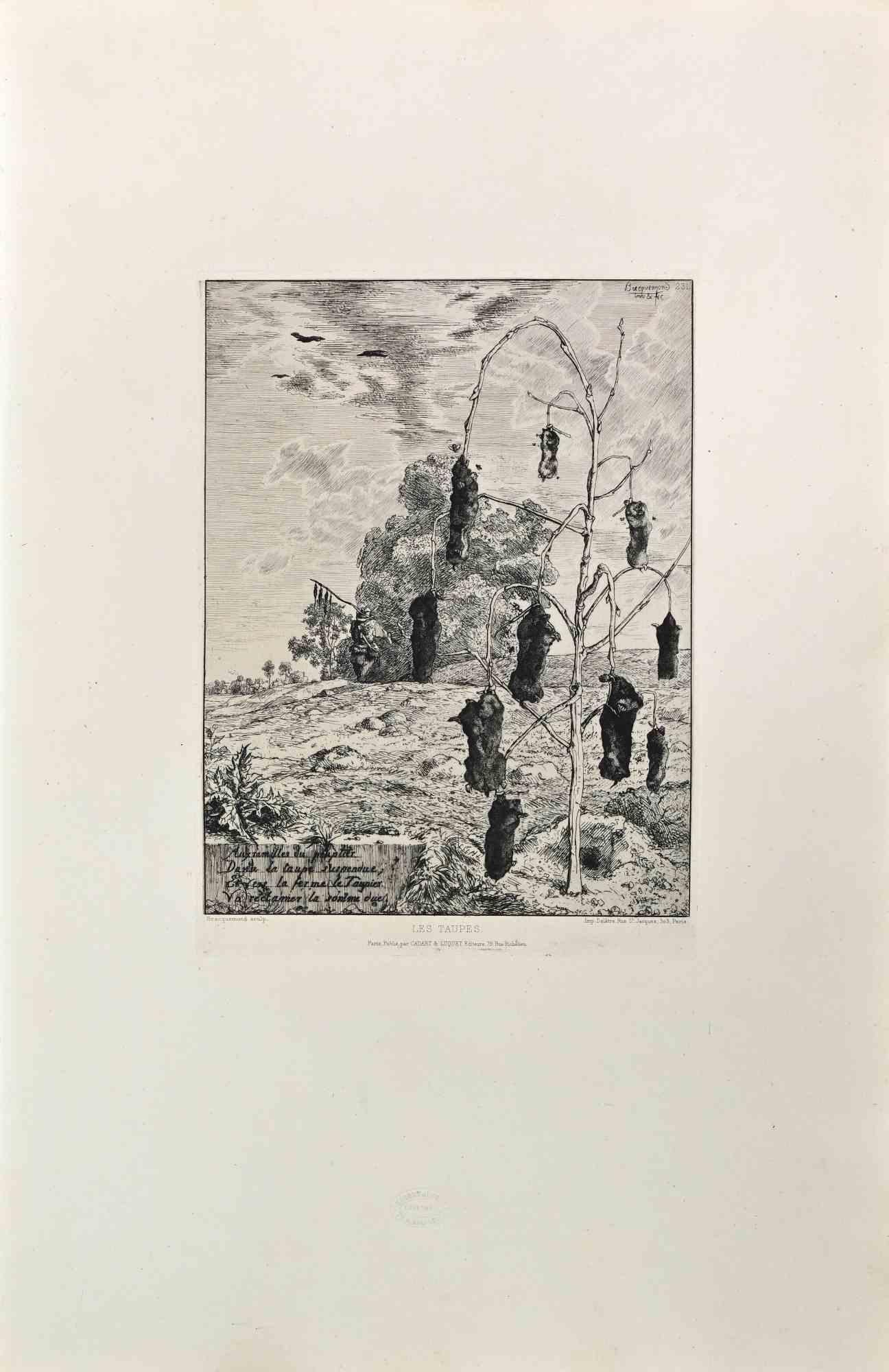 Les Taupes - Aguafuerte de Félix Bracquemond - Años 1860
