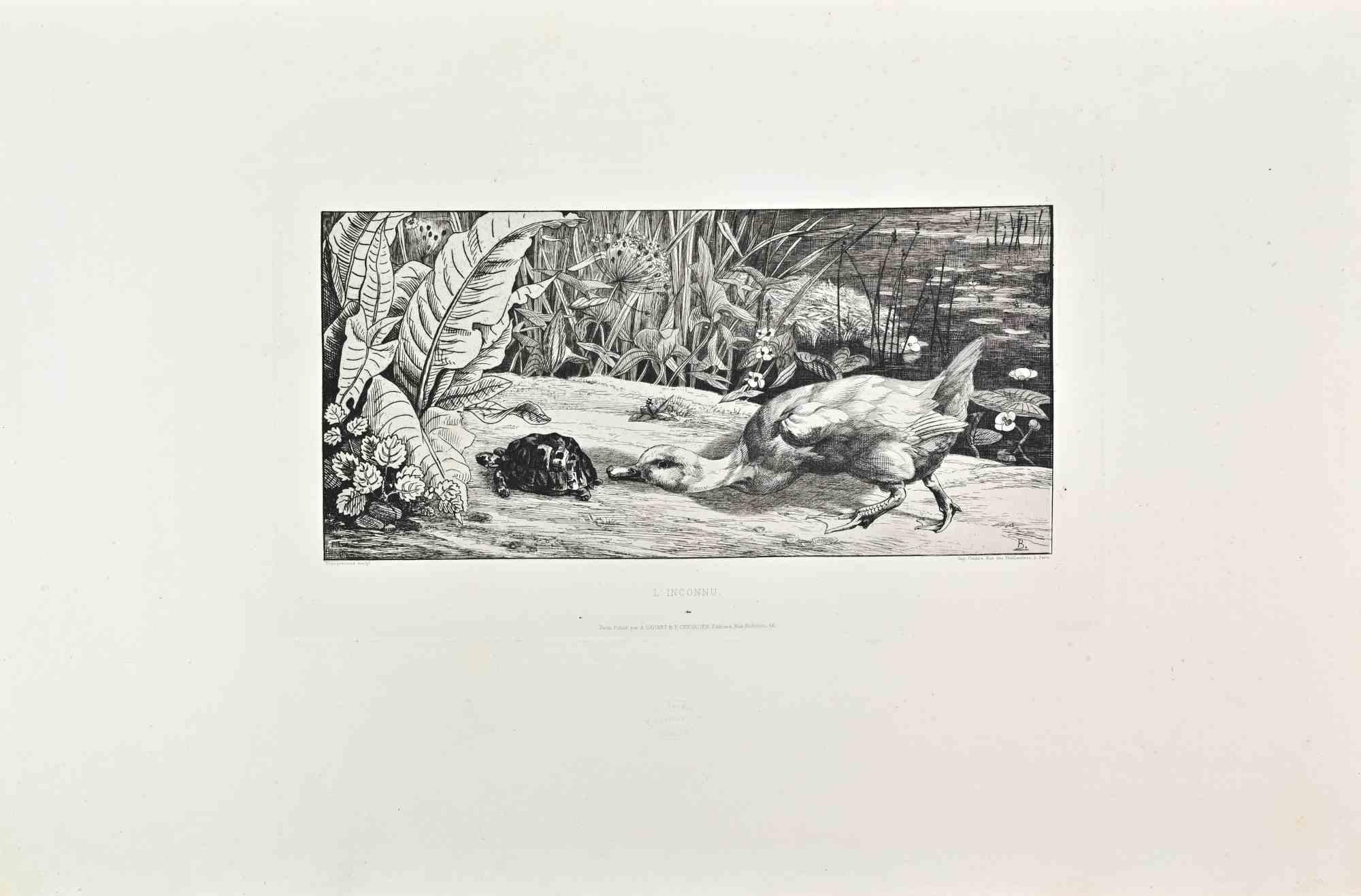 felix bracquemond