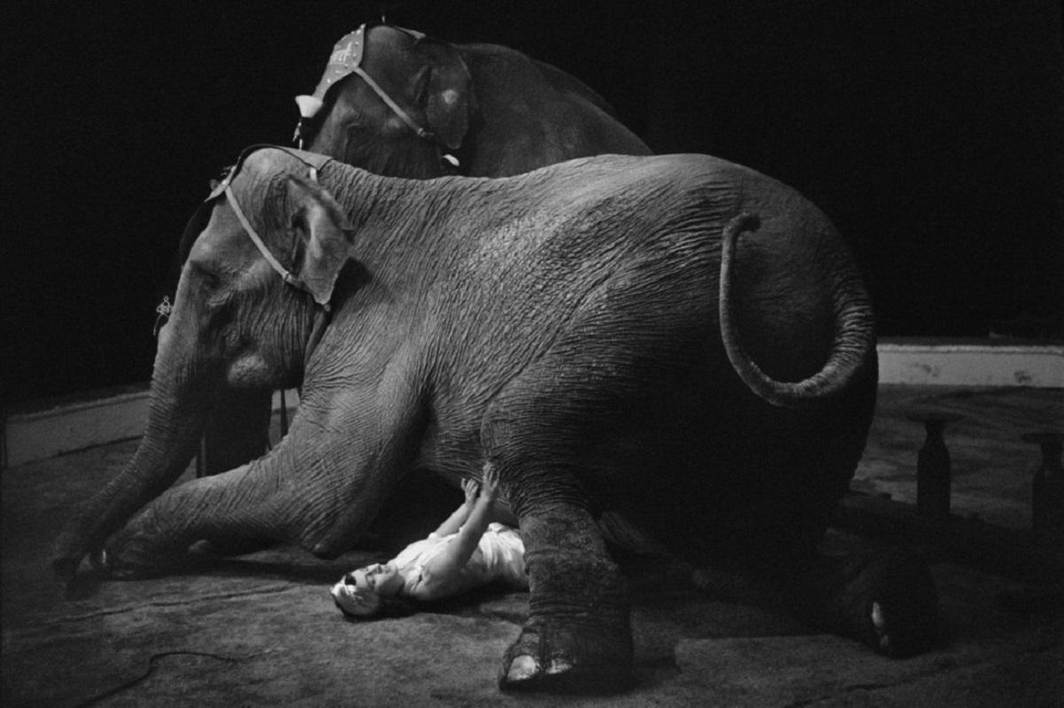 "Heavyweight" by Felix Man

Eighteen-year-old animal trainer Zabuna lying under one of her performing elephants. This stunt forms part of her act for the Chessington Circus, currently at the Scala Theatre for its winter season. Original Publication: