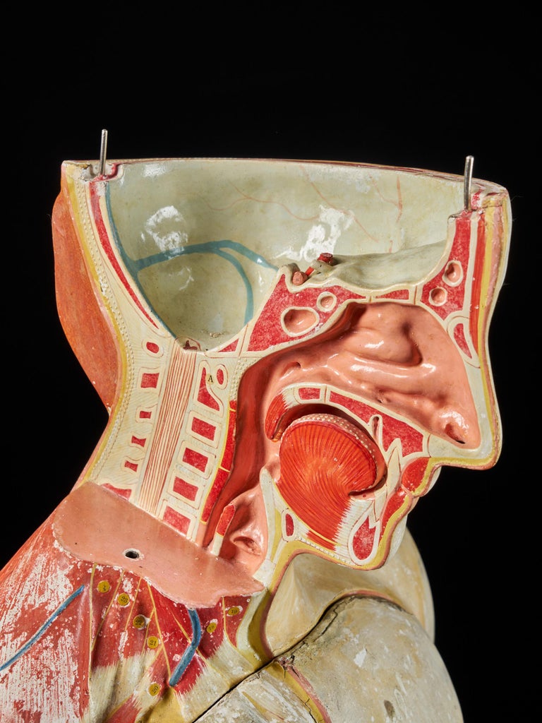 Female Life-Size Anatomical Ecorche Torso Model, Shimadzu Corp For Sale 6