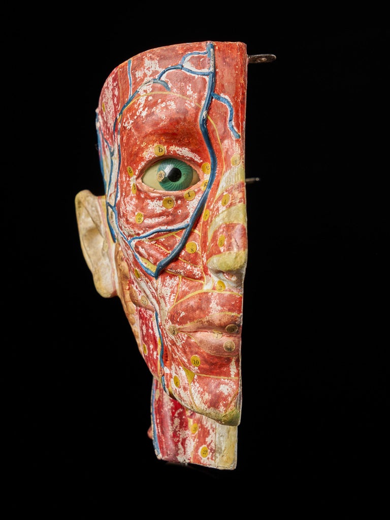 Female Life-Size Anatomical Ecorche Torso Model, Shimadzu Corp For Sale 7