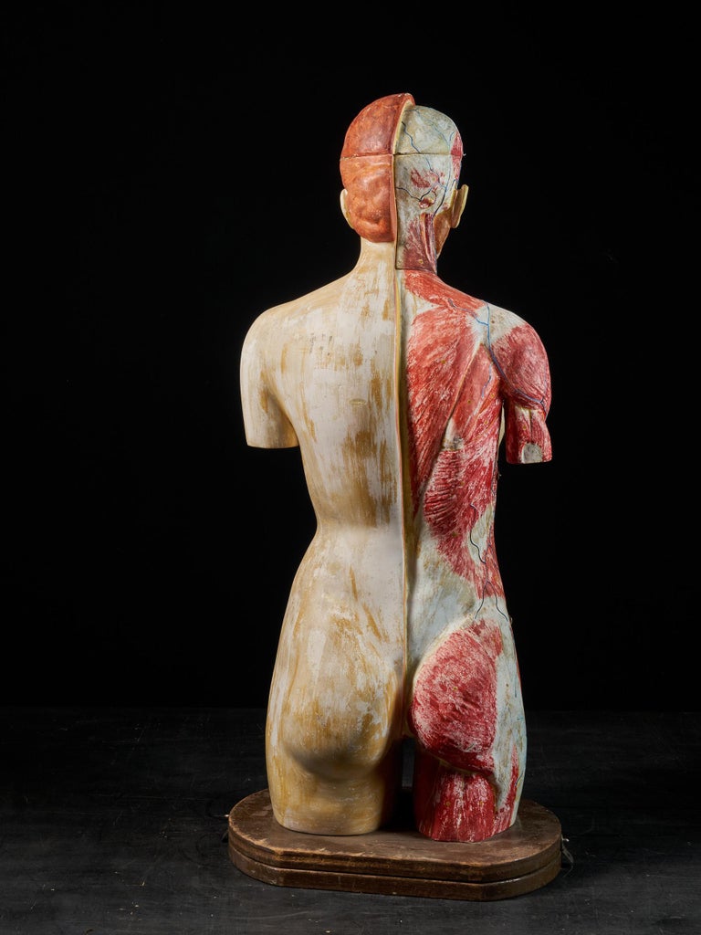 Japanese Female Life-Size Anatomical Ecorche Torso Model, Shimadzu Corp For Sale