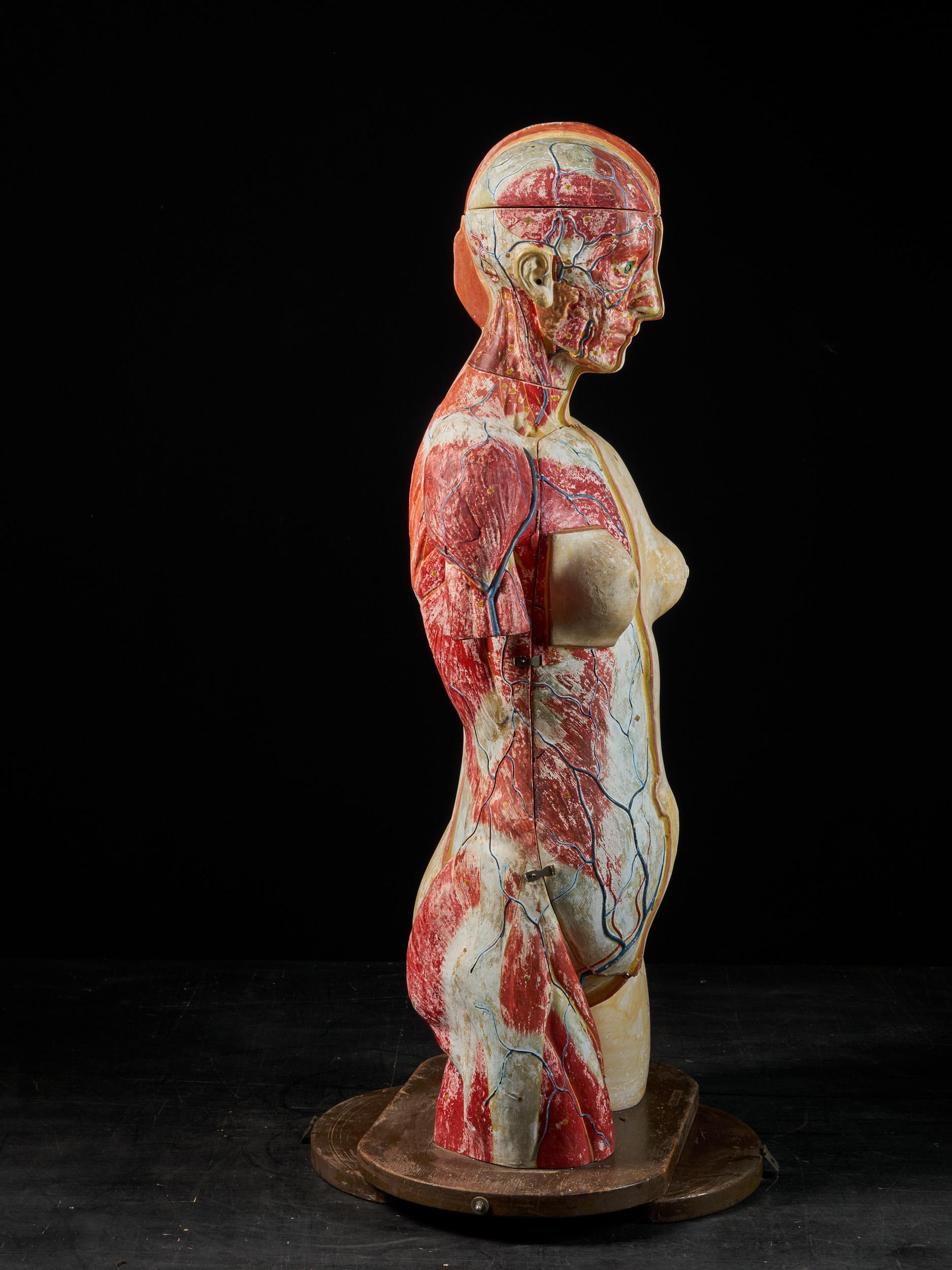 torso anatomy female