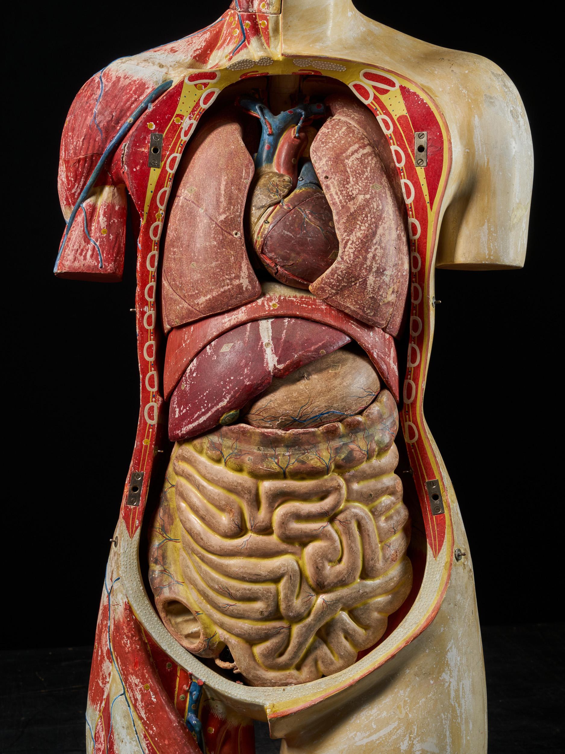 Japanese Female Life-Size Anatomical Ecorche Torso Model, Shimadzu Corp