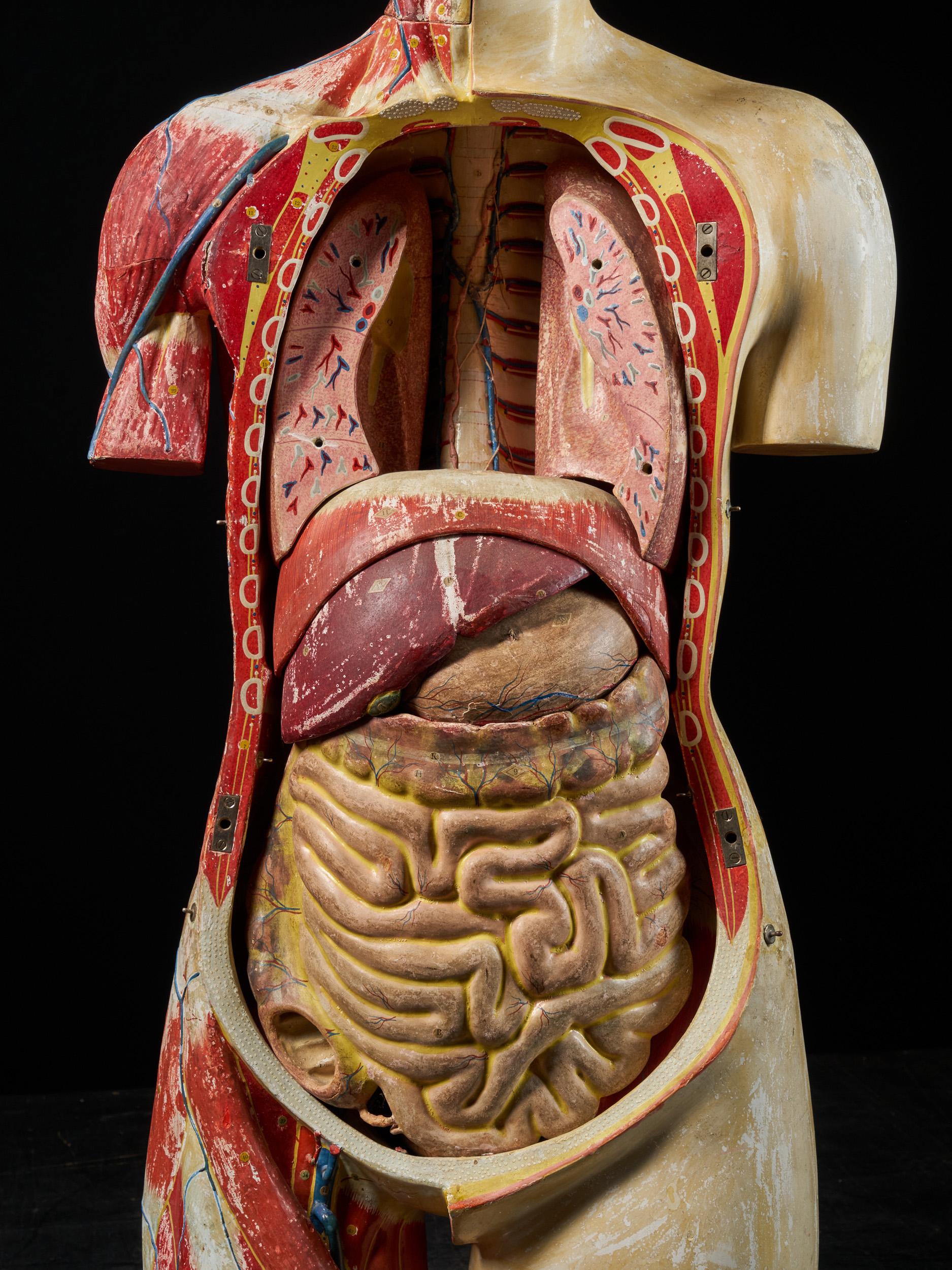 Female Life-Size Anatomical Ecorche Torso Model, Shimadzu Corp In Good Condition In Leuven , BE