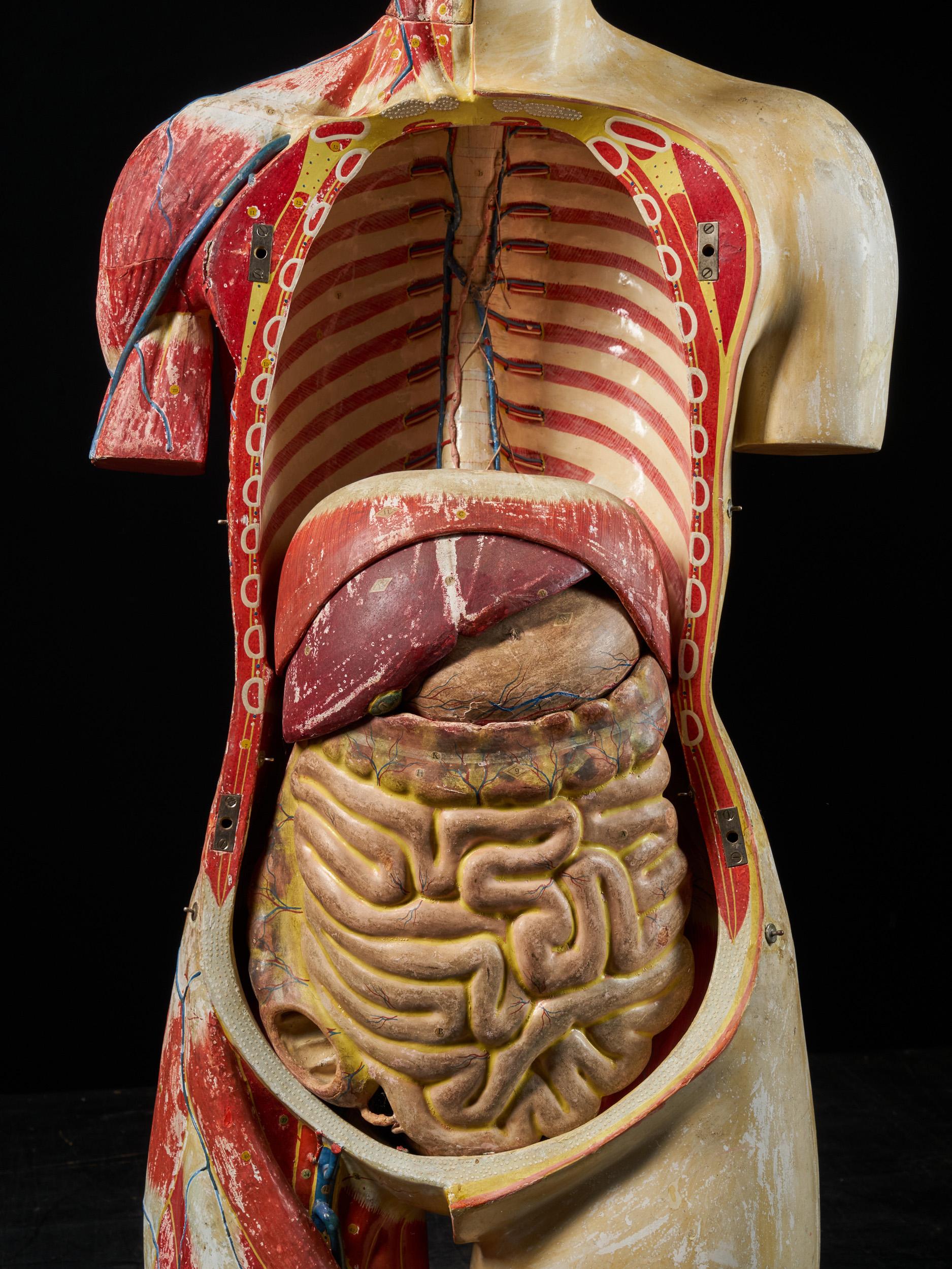 Mid-20th Century Female Life-Size Anatomical Ecorche Torso Model, Shimadzu Corp