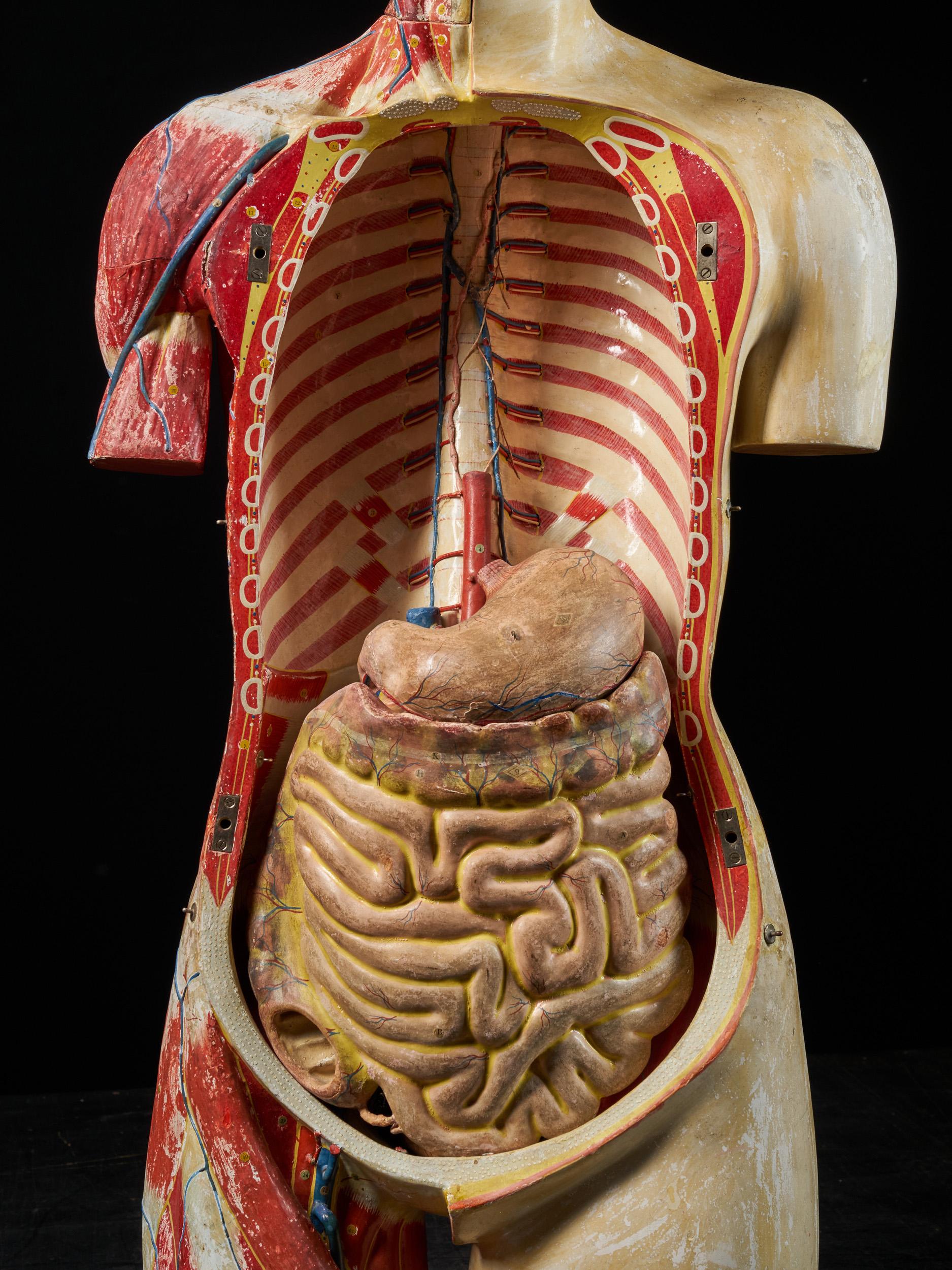 Paper Female Life-Size Anatomical Ecorche Torso Model, Shimadzu Corp