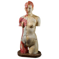 Female Life-Size Anatomical Ecorche Torso Model, Shimadzu Corp