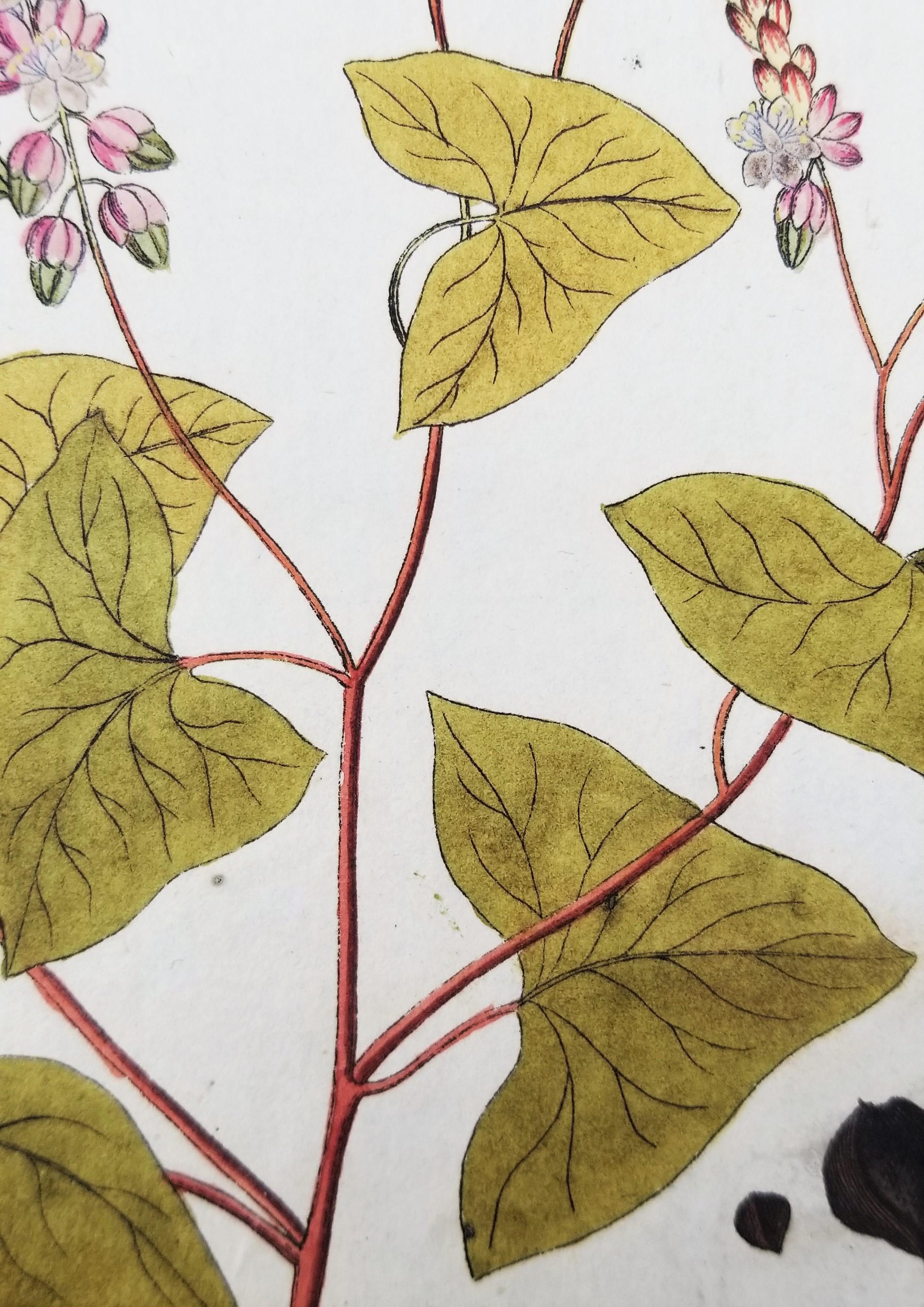 Set von sieben handkolorierten Gravuren aus „Icones Plantarum“ 5