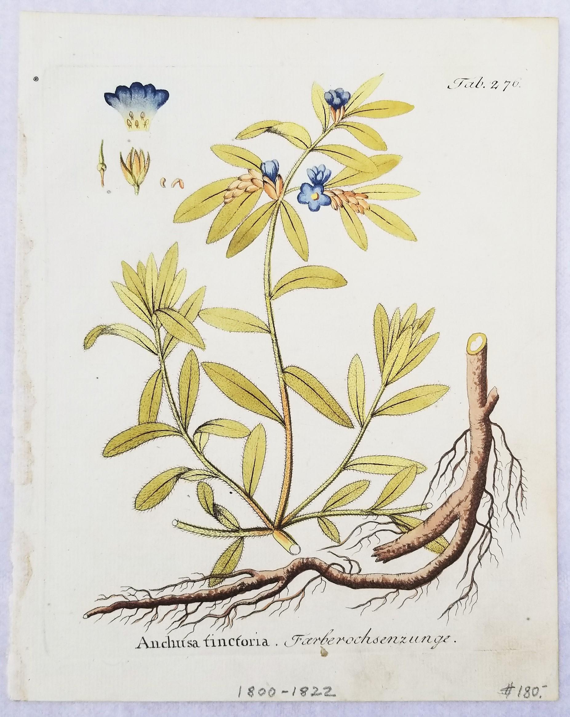 Set von sieben handkolorierten Gravuren aus „Icones Plantarum“ 6