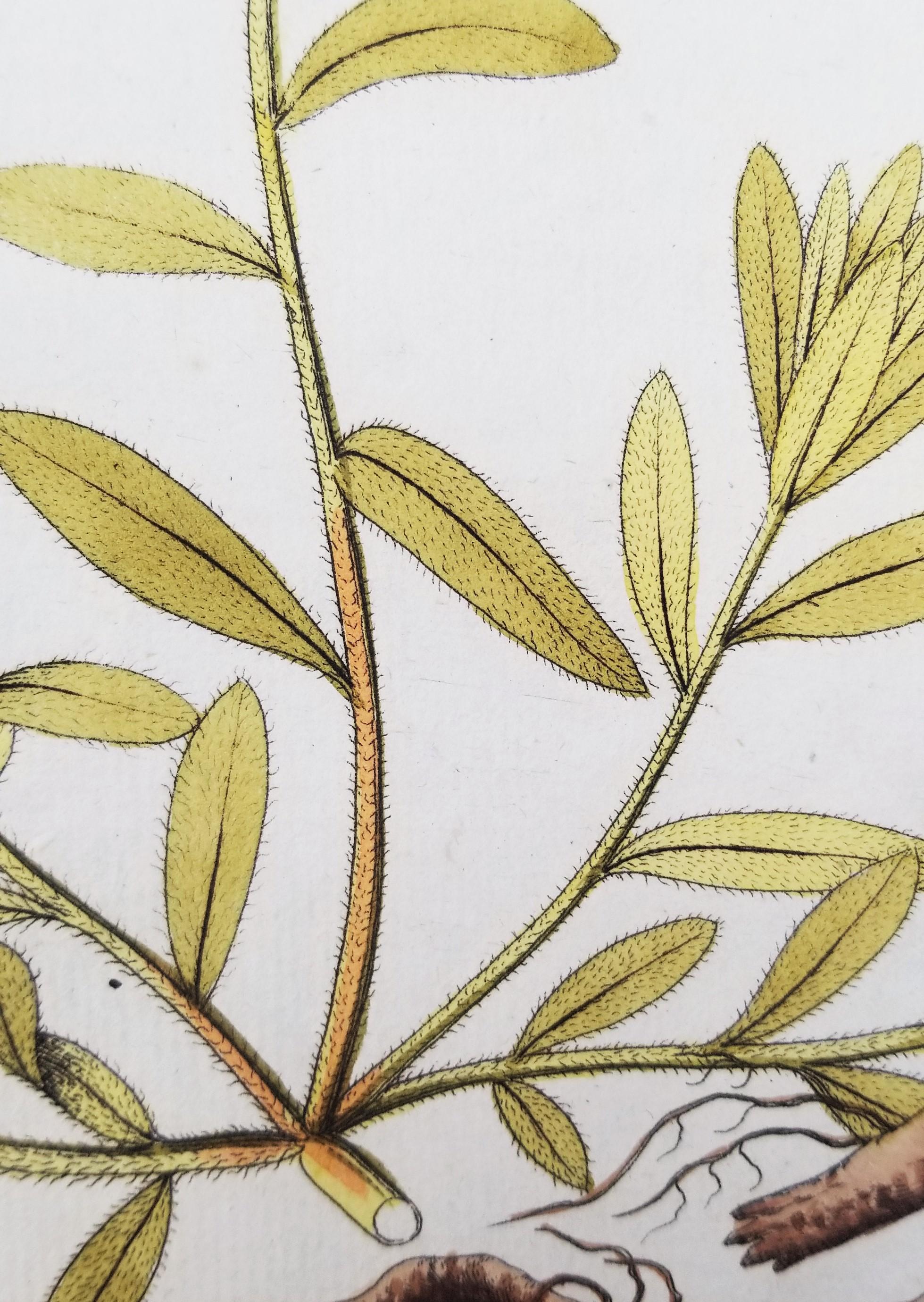 Set von sieben handkolorierten Gravuren aus „Icones Plantarum“ 7