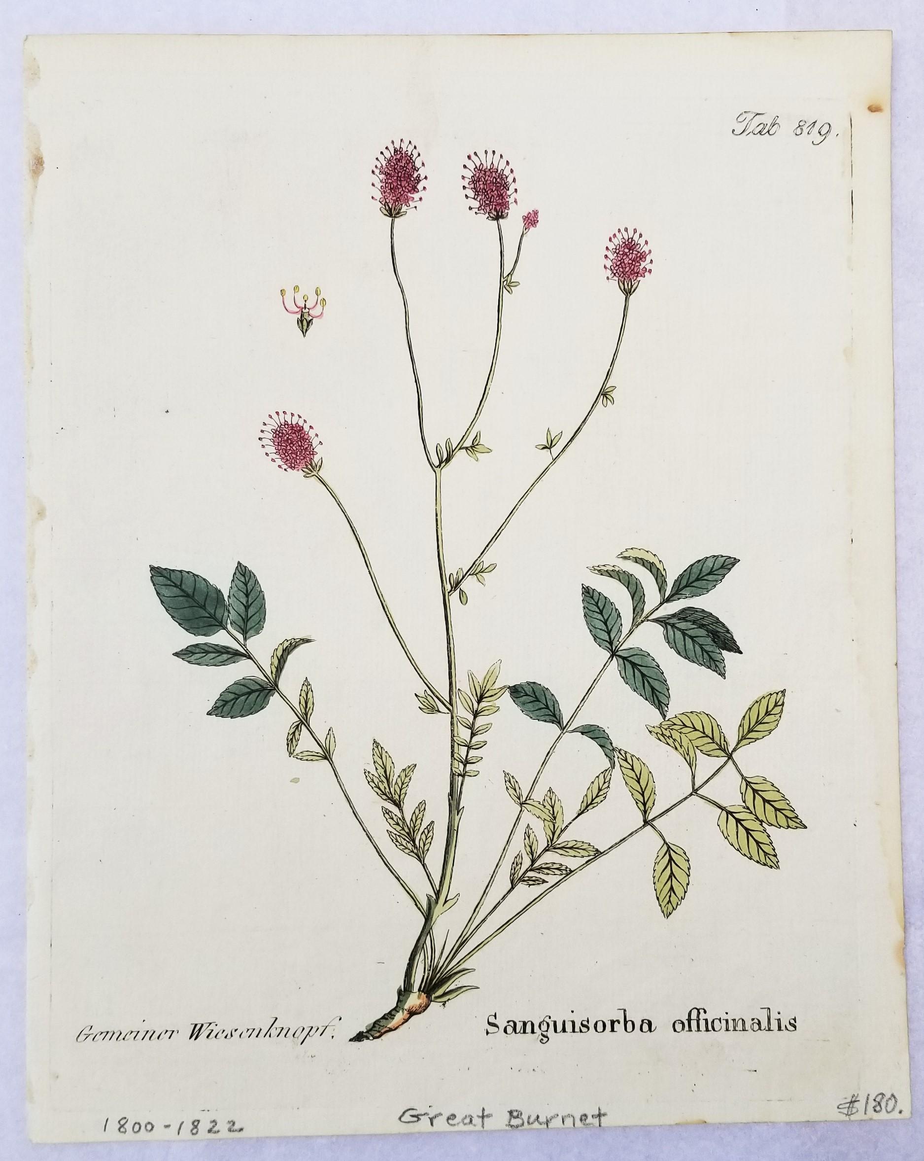 Set von sieben handkolorierten Gravuren aus „Icones Plantarum“ 8