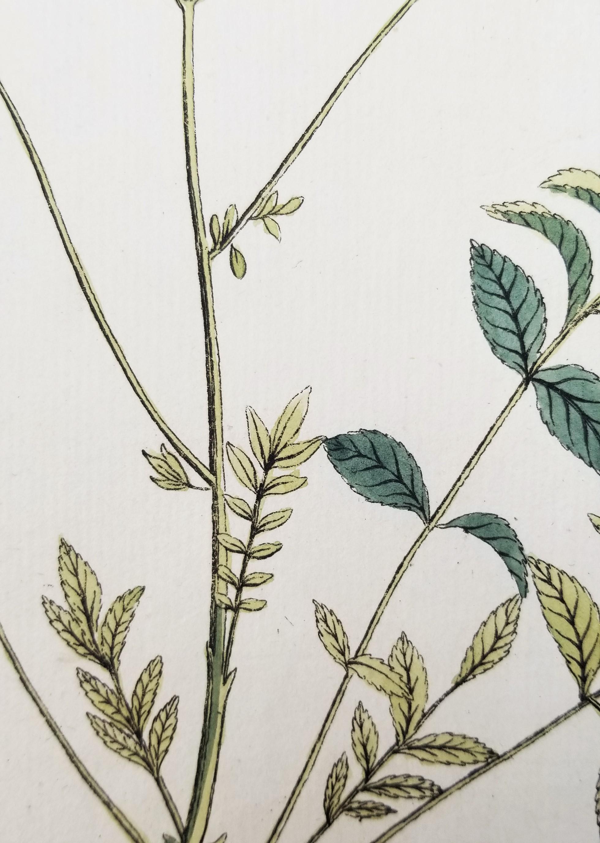 Set von sieben handkolorierten Gravuren aus „Icones Plantarum“ 9
