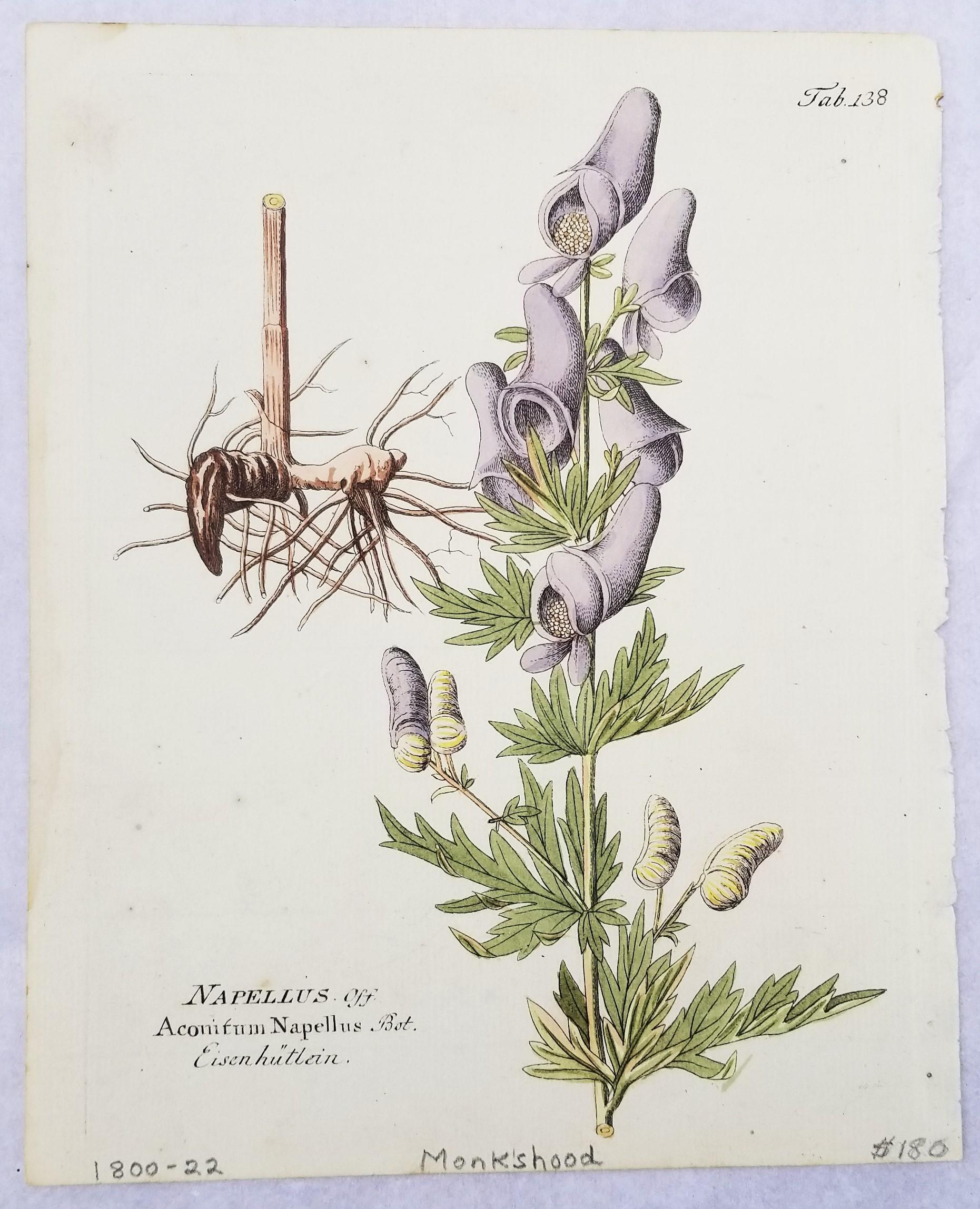 Set von sieben handkolorierten Gravuren aus „Icones Plantarum“ 10