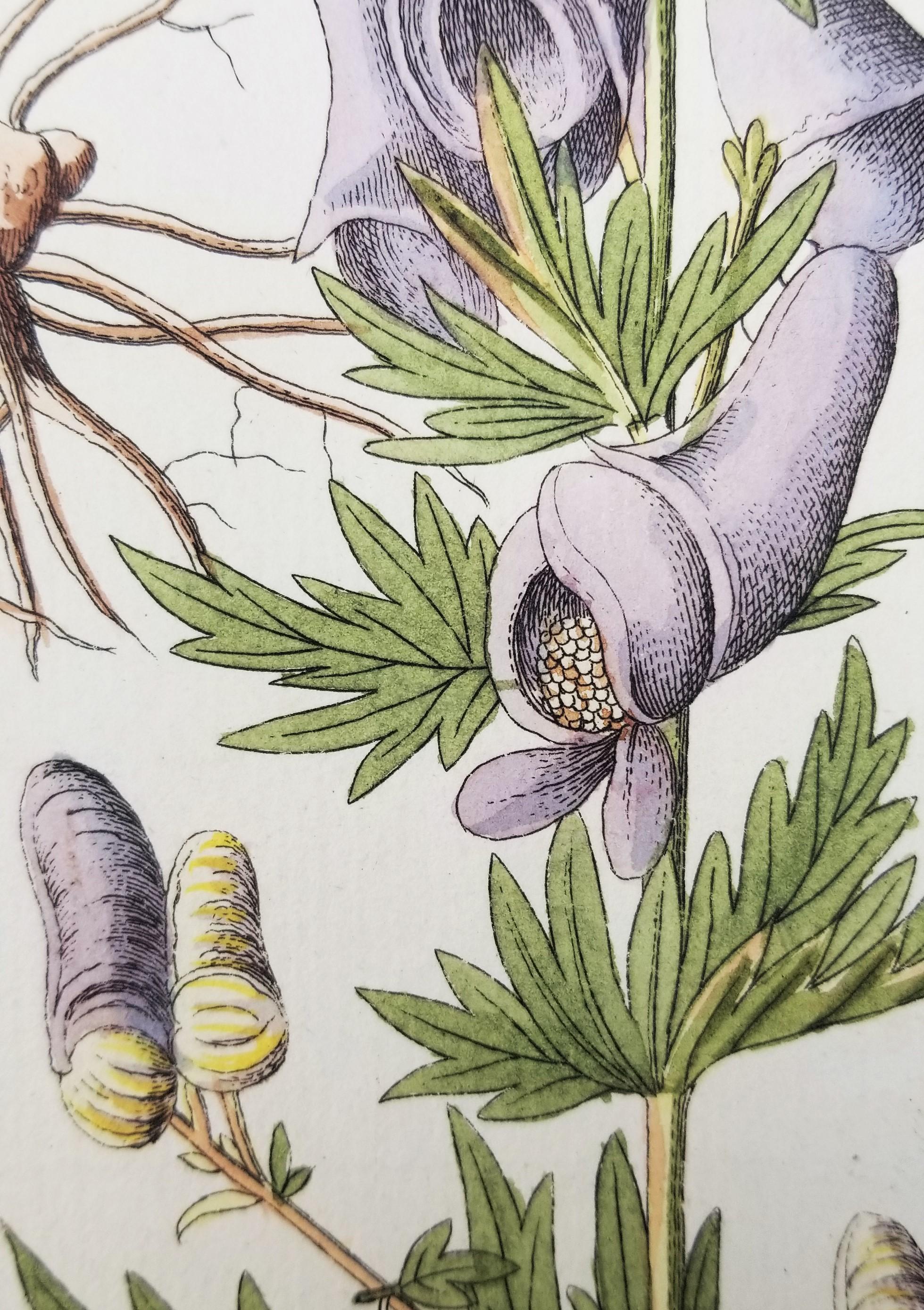 Set von sieben handkolorierten Gravuren aus „Icones Plantarum“ 11