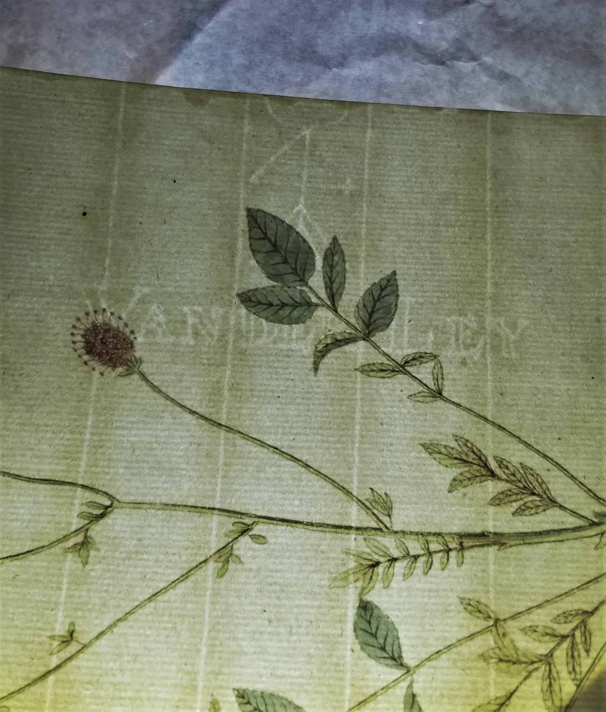 Set von sieben handkolorierten Gravuren aus „Icones Plantarum“ 12