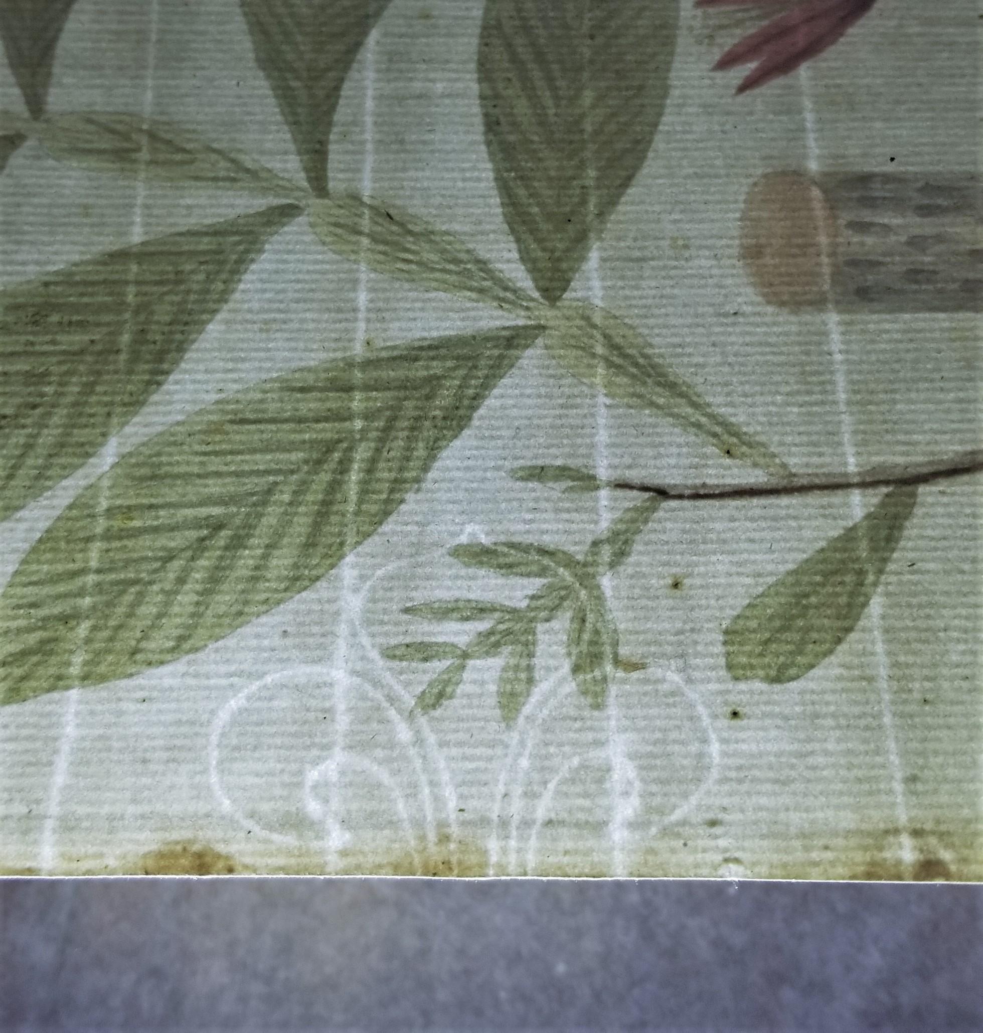 Set von sieben handkolorierten Gravuren aus „Icones Plantarum“ 13