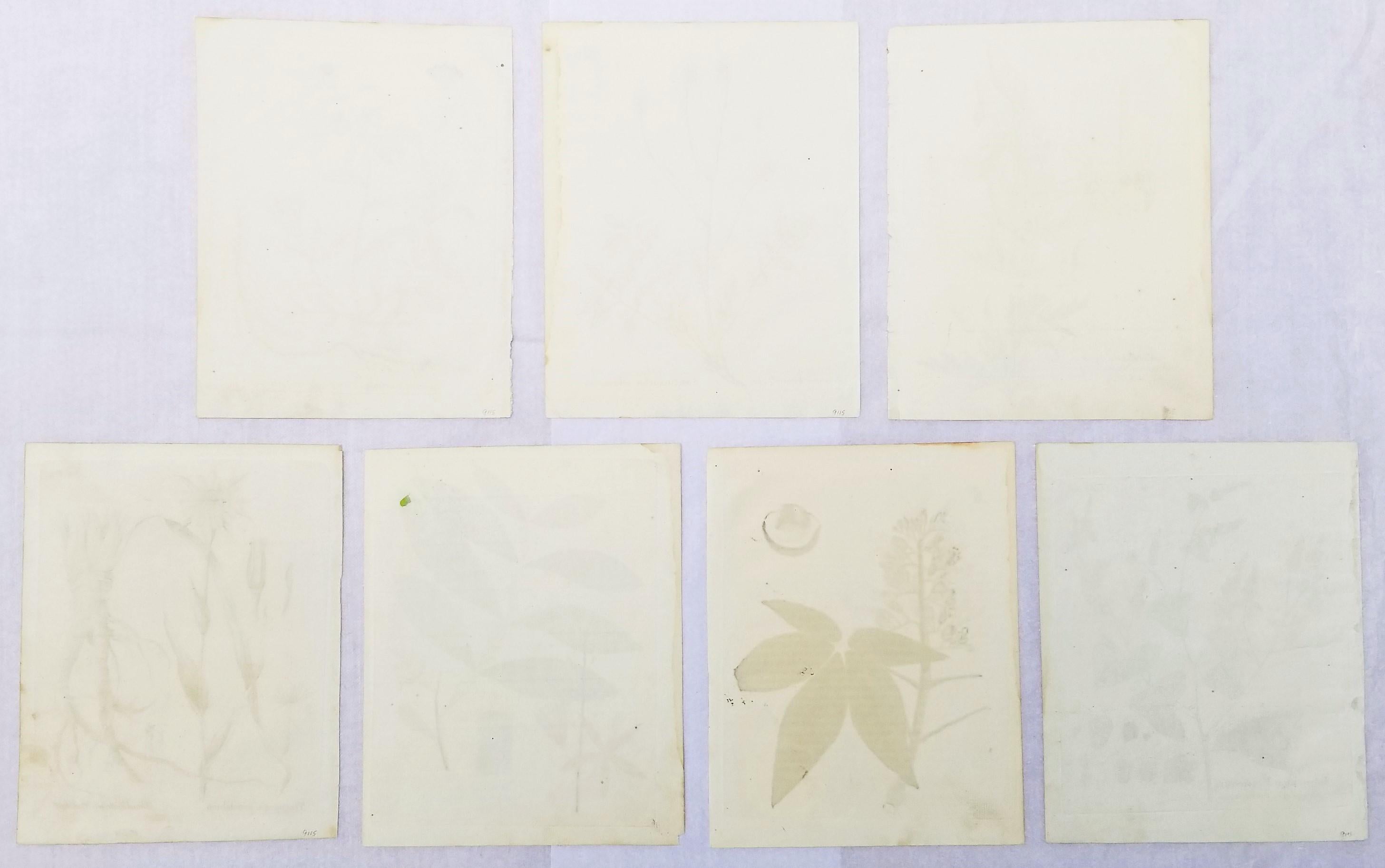 Set von sieben handkolorierten Gravuren aus „Icones Plantarum“ – Print von Ferdinand Bernhard Vietz
