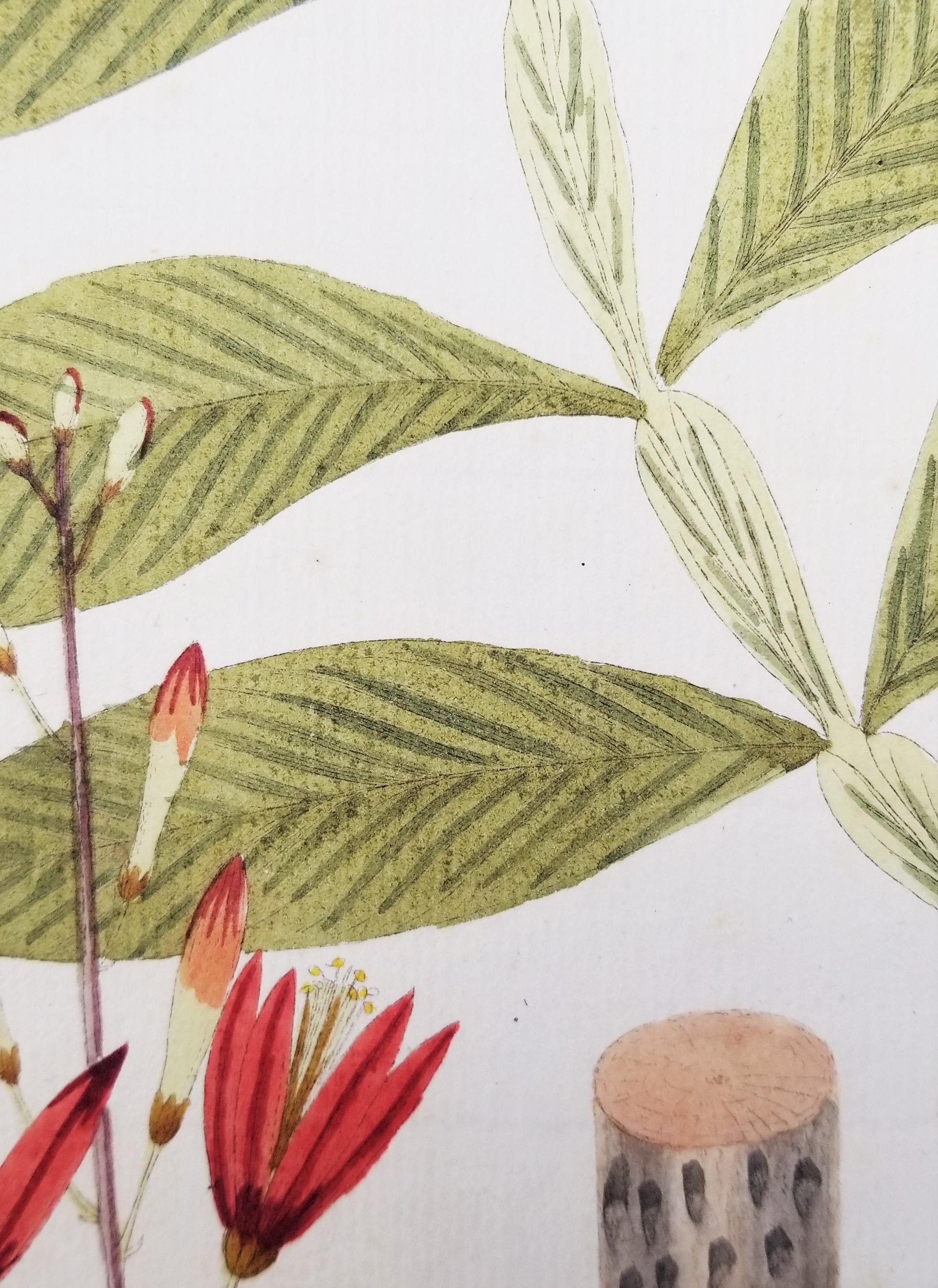Set von sieben handkolorierten Gravuren aus „Icones Plantarum“ 1