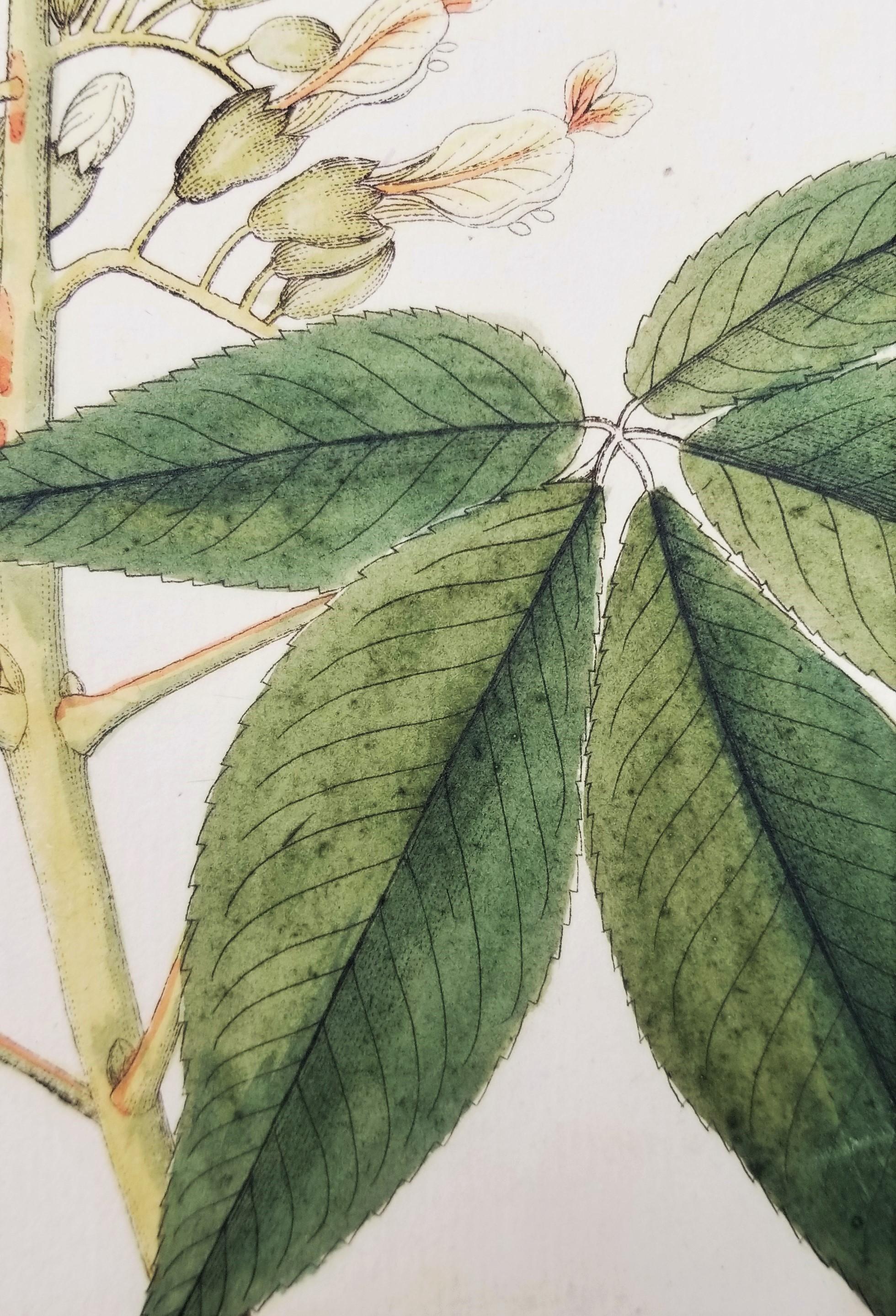 Set von sieben handkolorierten Gravuren aus „Icones Plantarum“ 3