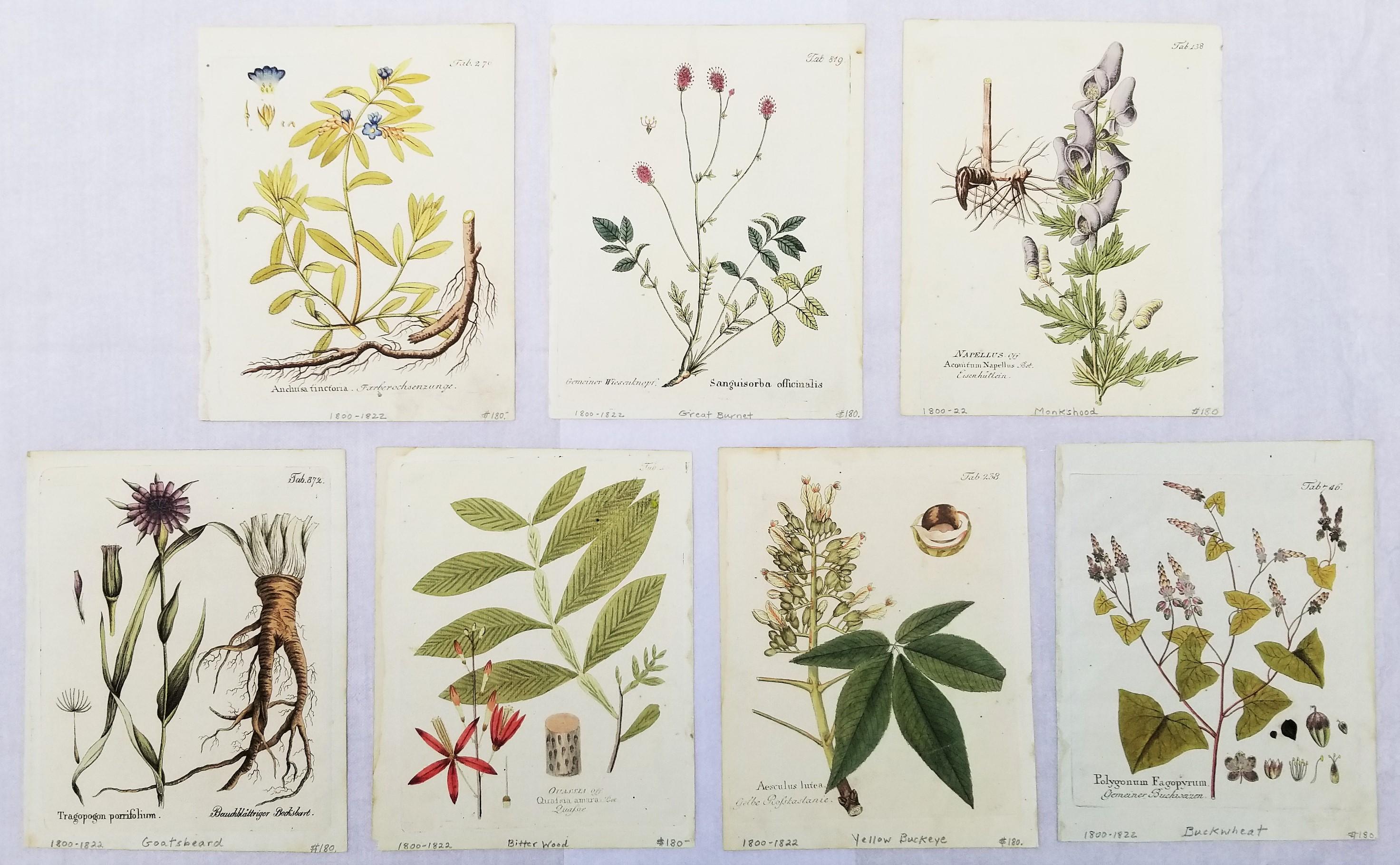 Ferdinand Bernhard Vietz Still-Life Print - Set of Seven Hand-Colored Engravings from "Icones Plantarum"