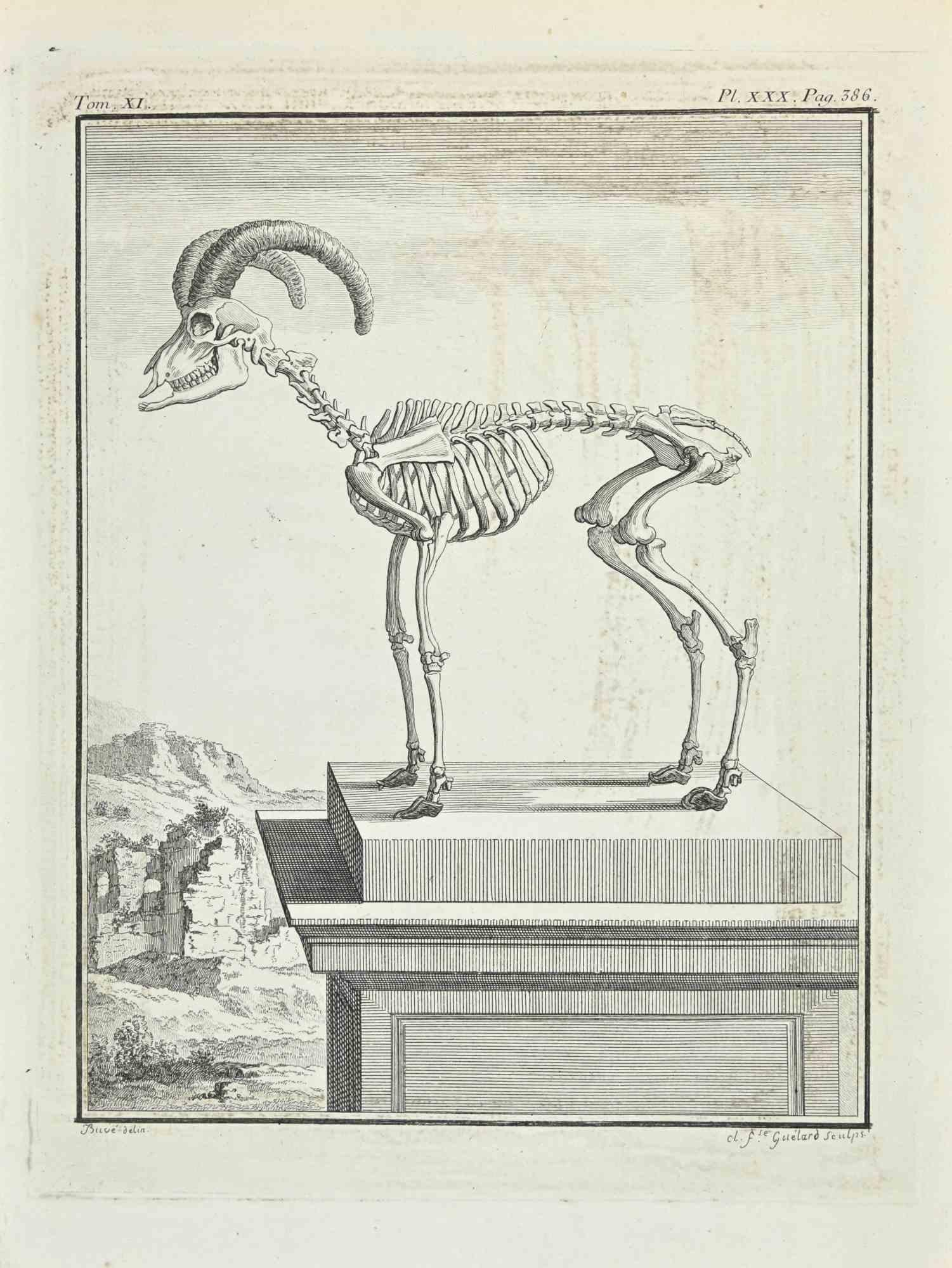Anatomy is an etching realized by Gaillard in 1771.