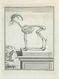 Anatomy - Etching by Ferdinand Gaillard - 1771