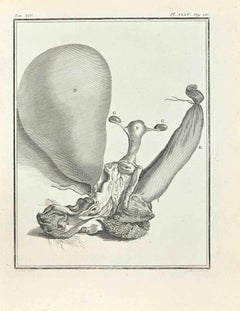 Anatomy of Animals - Etching by Ferdinand Gaillard - 1771