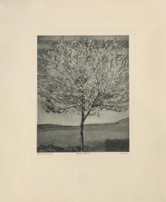 "" Kirschbaum in Blütenblüten" Kupferplatte Heliogravur
