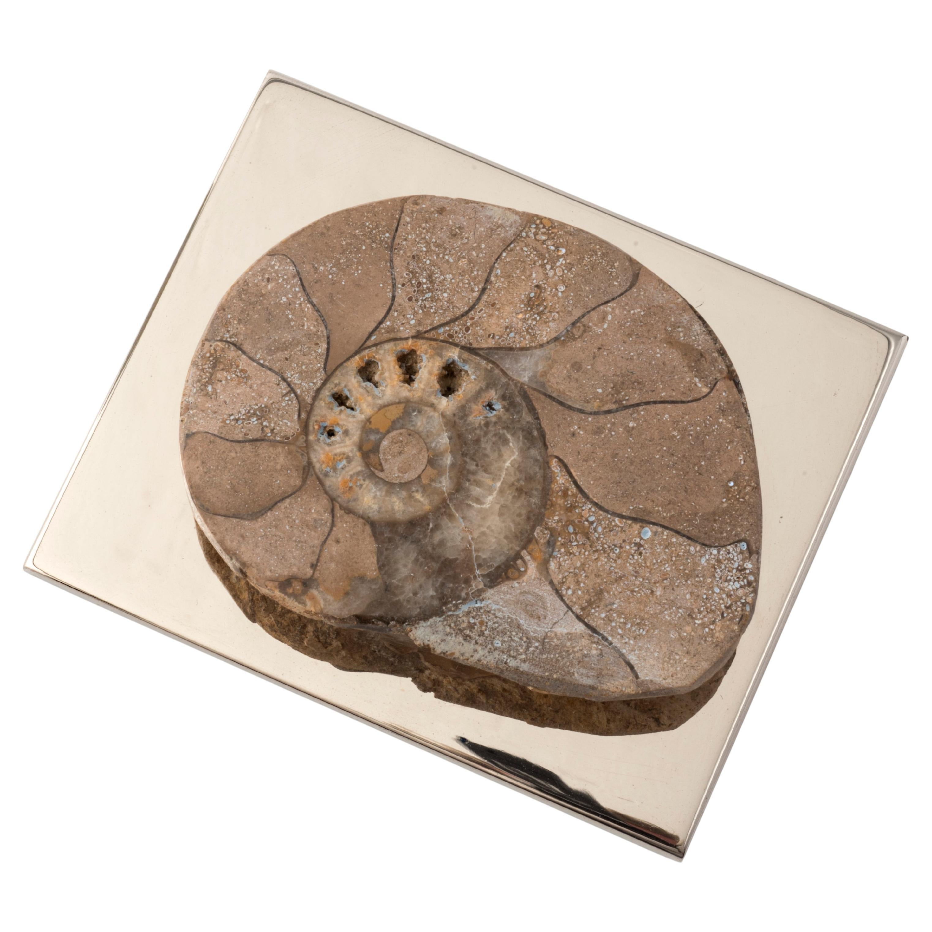 AMMONITE CARDMAKER Design contemporain avec un authentique coquillage fossile #1