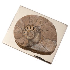 AMMONITE CARDMAKER Design contemporain avec un authentique coquillage fossile #1