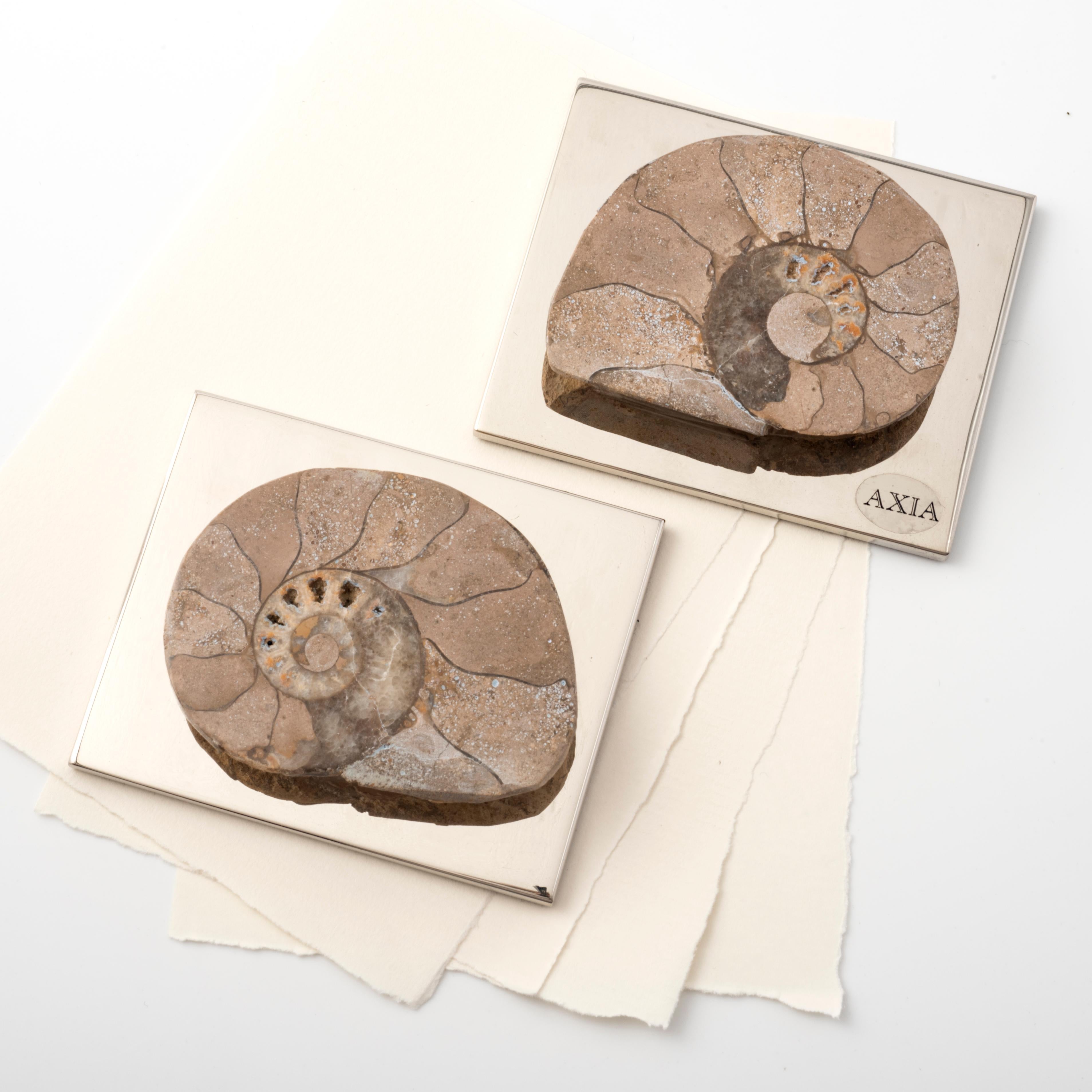 AMMONITE CARDMAKER Zeitgemäßes Design mit authentischer fossiler Muschel #2 (Italian) im Angebot