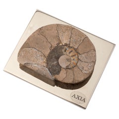 AMONITE CARDMAKER Diseño contemporáneo con auténtica concha fósil nº 2