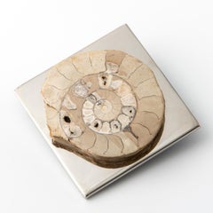 AMMONITE FERMENTATION mit echten Fossilien aus dem abgerundeten Paläozoikum  biegung 1
