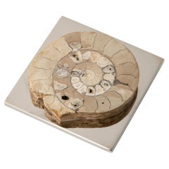 FERMACHE WITH AMMONITE real fossil from the rounded Paleozoic Era  biege #1