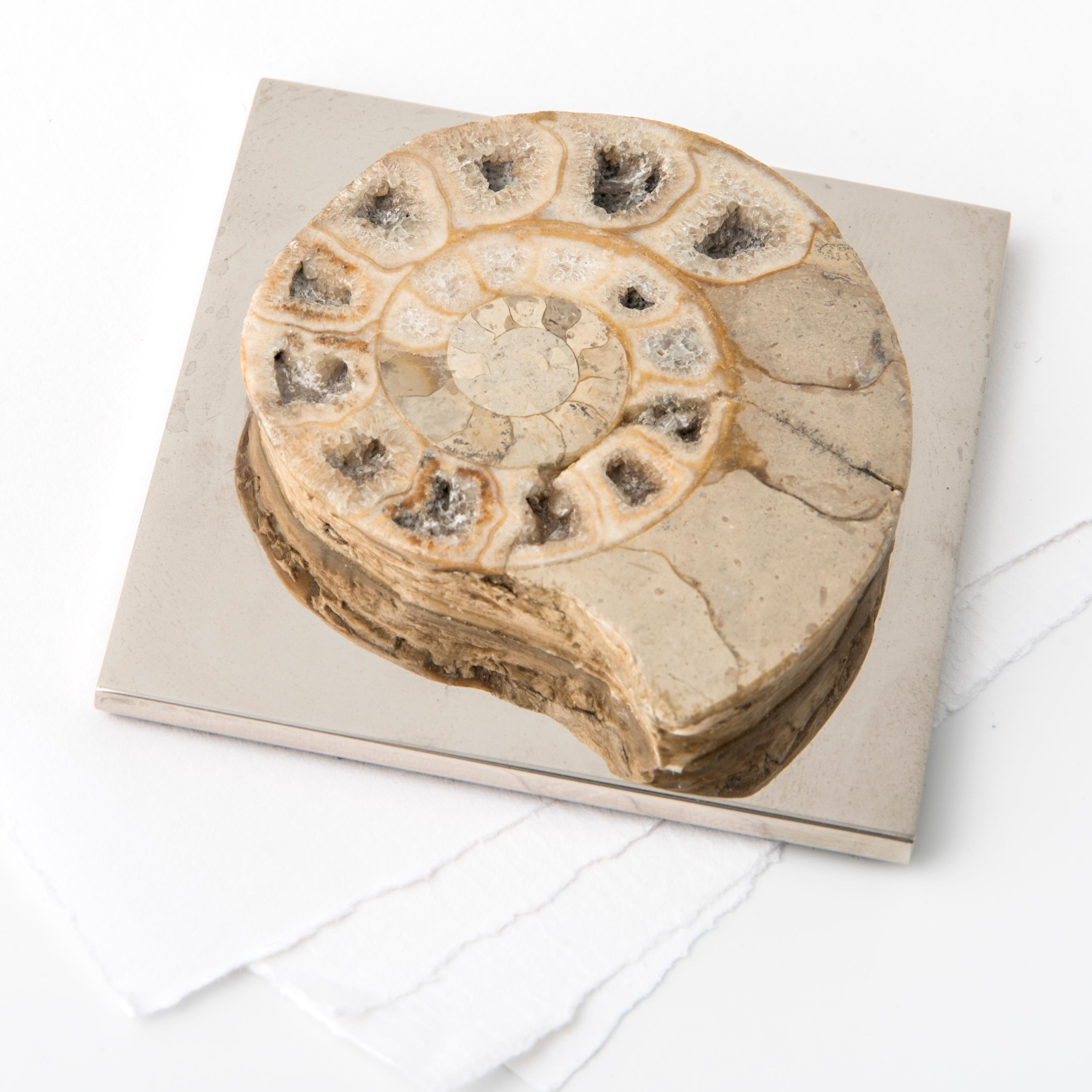 AMMONITE FERMENTATION - echtes Fossil aus dem Paläozoikum abgerundetes Biegeteil #2 (Moderne) im Angebot