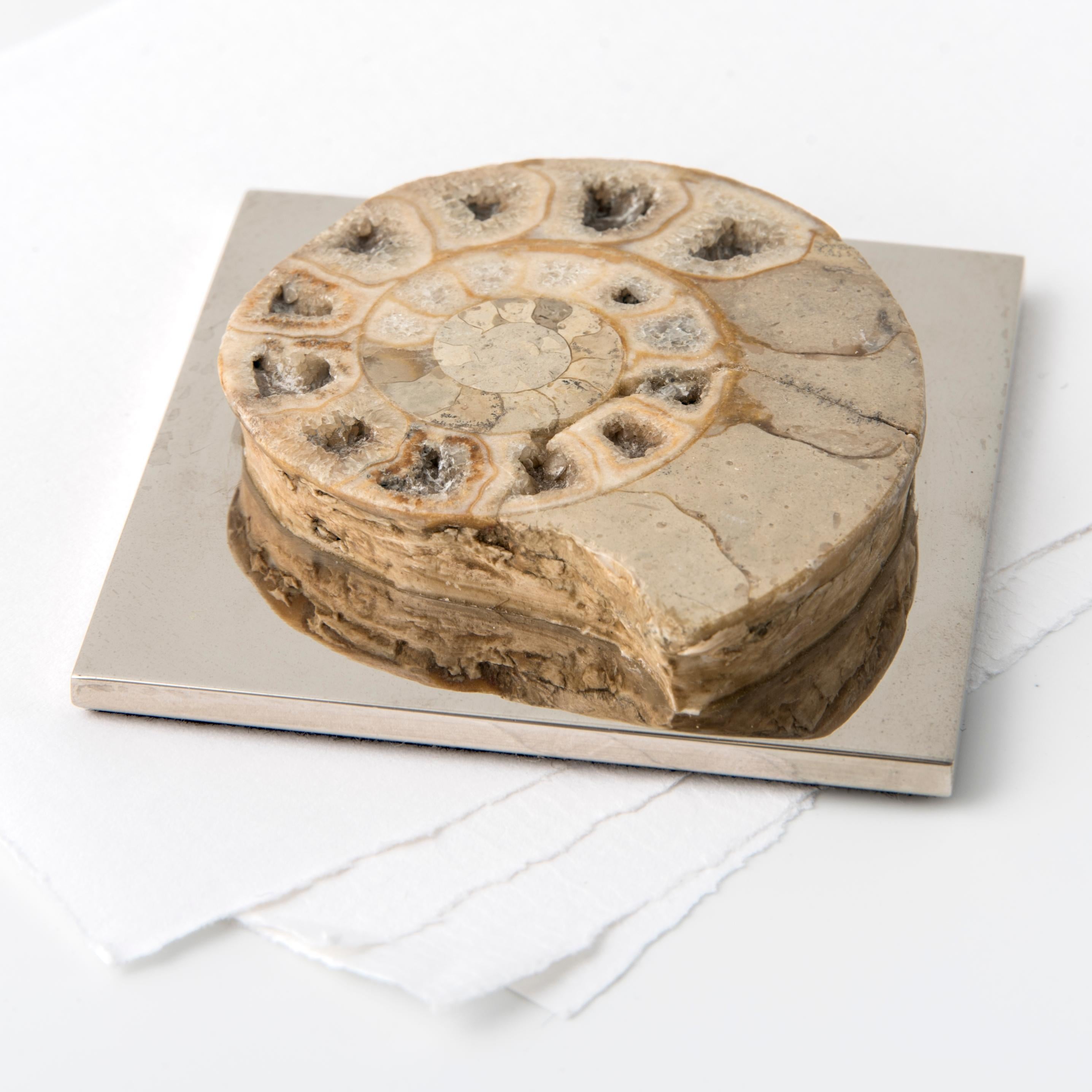 AMMONITE FERMENTATION - echtes Fossil aus dem Paläozoikum abgerundetes Biegeteil #2 (Italian) im Angebot