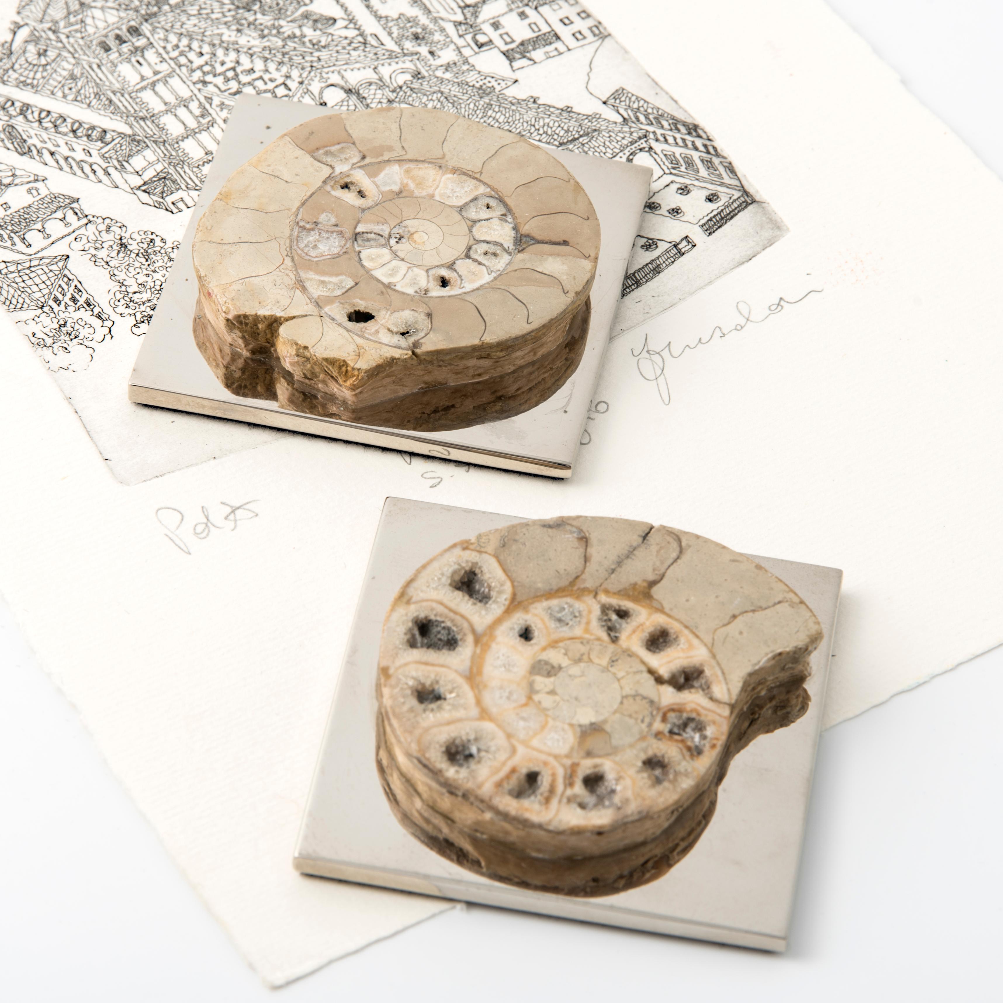 AMMONITE FERMENTATION - echtes Fossil aus dem Paläozoikum abgerundetes Biegeteil #2 (Zeitgenössisch) im Angebot