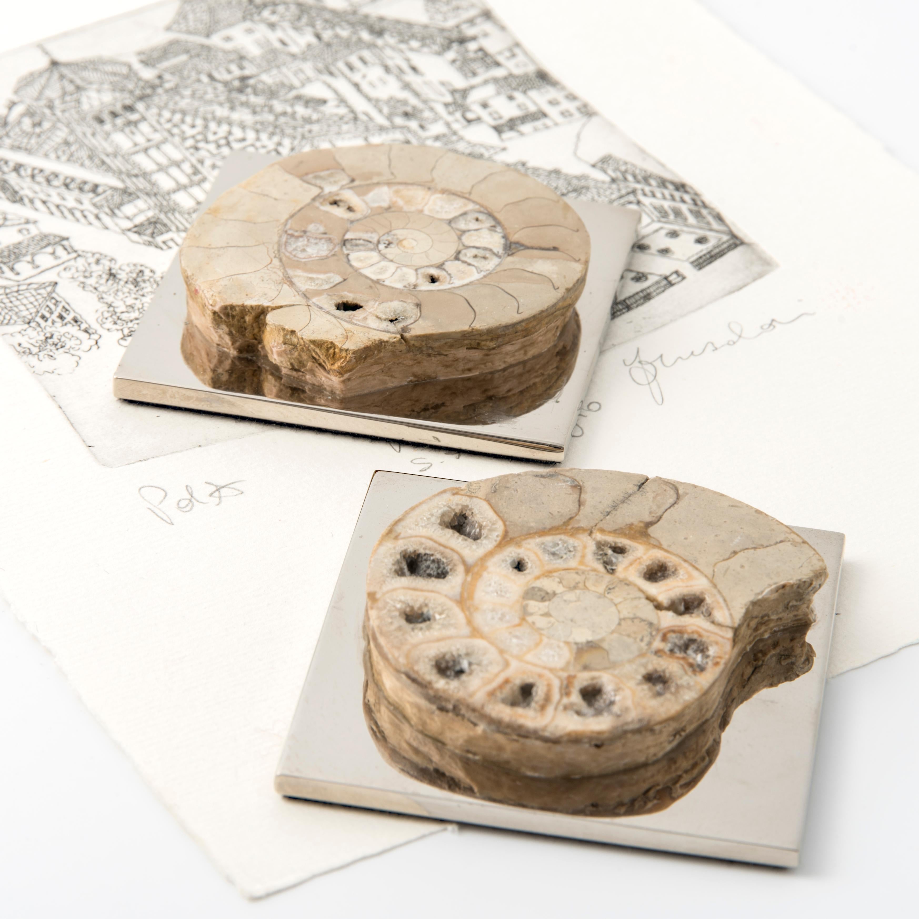 AMMONITE FERMENTATION - echtes Fossil aus dem Paläozoikum abgerundetes Biegeteil #2 (Messing) im Angebot