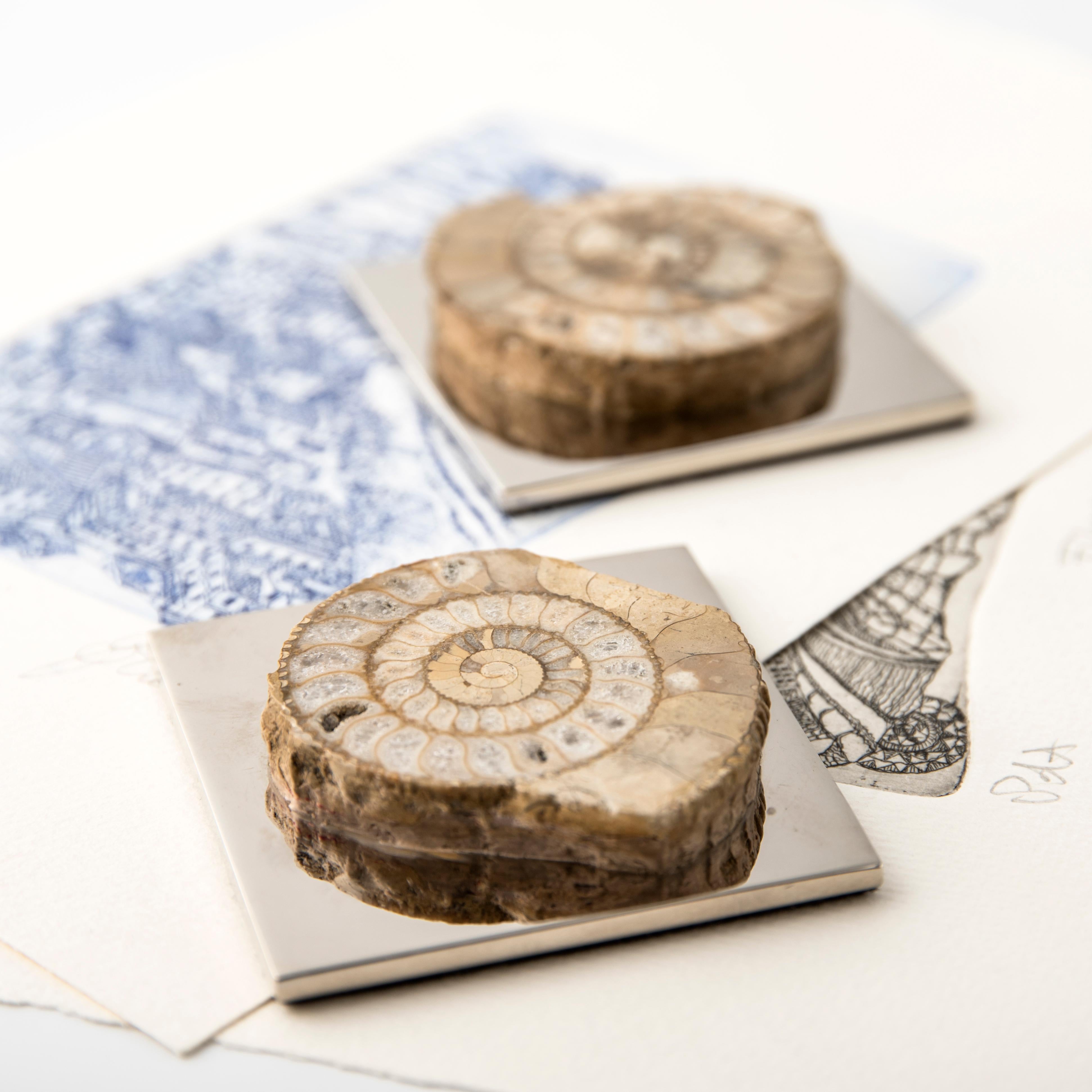 AMMONITE FERMENTATION - echtes Fossil aus dem Paläozoikum abgerundete Biegung #3 (Italian) im Angebot